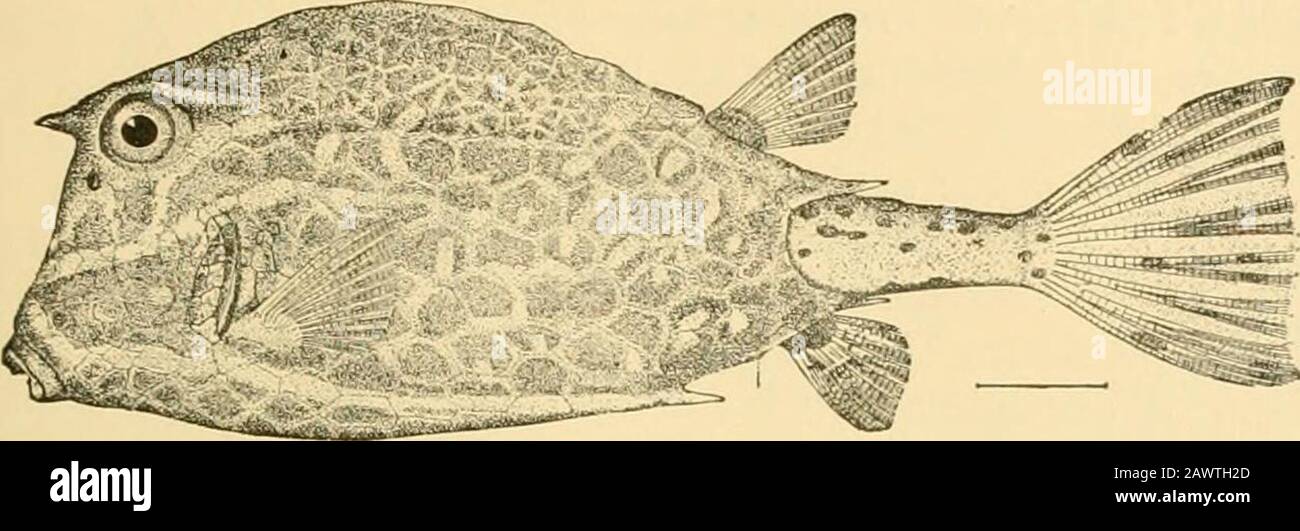 Fishes . Fig. 517 —Common File fish, Stephanolepis hispidus (Linnseus). Virginia. first dcrsal has six or seven spines, and there are rough spinesin the pectoral. The teeth are bluntly conical. Spinacantlmsblennioides and 5. impcralis are found in the Eocene of MonteBolca. These are probably the nearest to the original ances-tor among known scleroderms. The Trunkfishes: Ostraciidx.—The group Ostracodermi con-tains the single family of Ostraciidce, the trunkfishes or cuck- Series Plectognathi 627 olds. In this group, the body is enveloped in a bony box,made of six-sided scutes connected by sutu Stock Photo