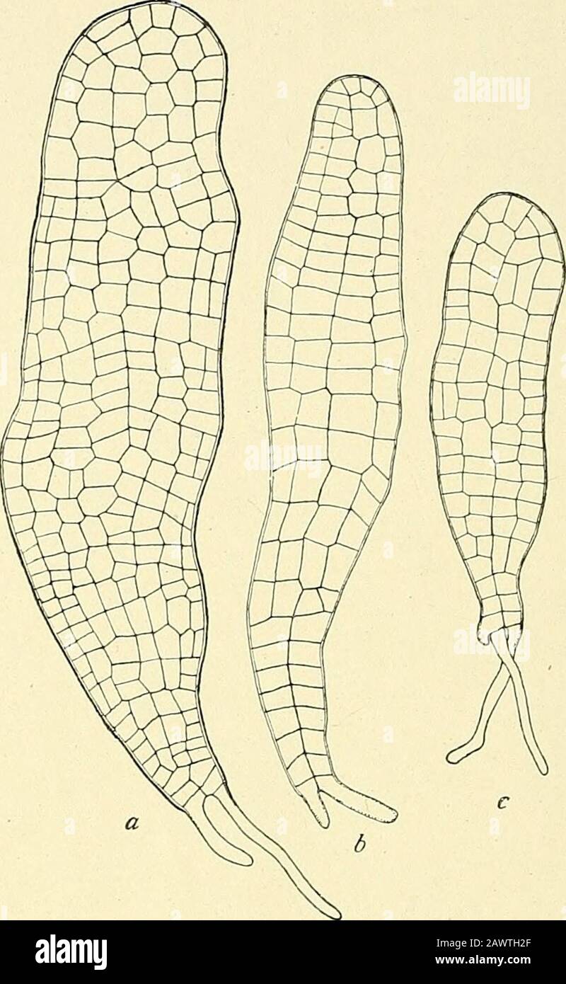 Skrifter - Det Kongelige Norske Videnskabers Selskab . Fig, 5. Alaria Pylaii. Die ersten Entwicklungsstadien der Sporophyten. DieChromatoplioren sind nur in Figa^r a eingezeiclinet. (^*/i). 36 HENRIK PRINTZ [1922. Fig. 6. Alaria Pylaii. Junge Sporophyten,nur aus einer ZellenscMclit gebildet; von5 Wochen alten Kulturen. (-^°/i). meinen Kulturen durchschnittlich nicht mehr als etwa 3 Wochenin Anspruch, und in 5 Wochen alten Kulturen hatten die jungenSporophyten schon eine Lange von durchschnittlich 0,5—1 mm.erreicht. (Fig. 6). ALARIA ESCULENTA (L.) Grev. Die Keimung derZoosporen (Fig. 7). Die Zo Stock Photo