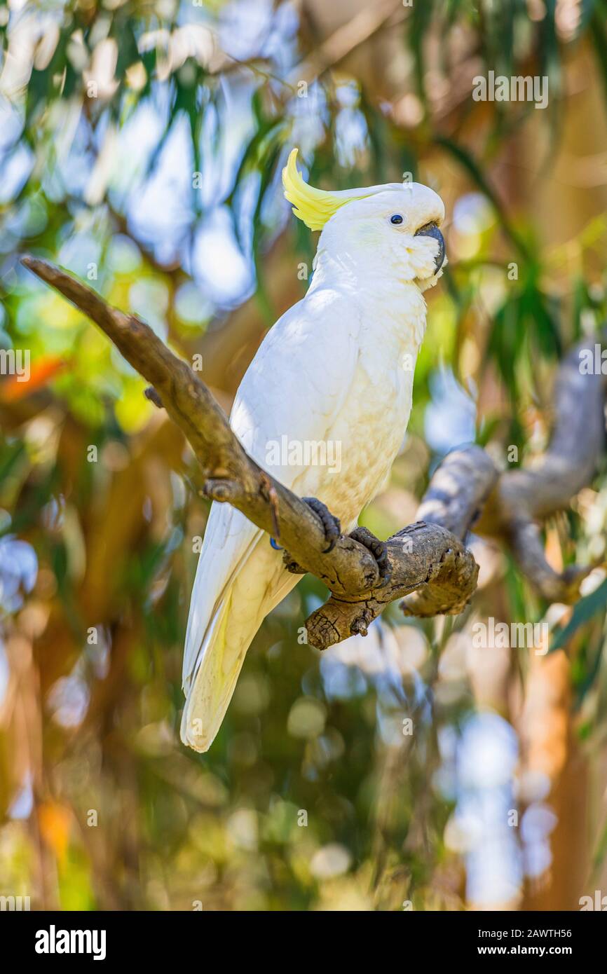 Australian sulphur-crested cockatoo at Kennett Park along the Great Ocean Road, Victoria, Australia Stock Photo