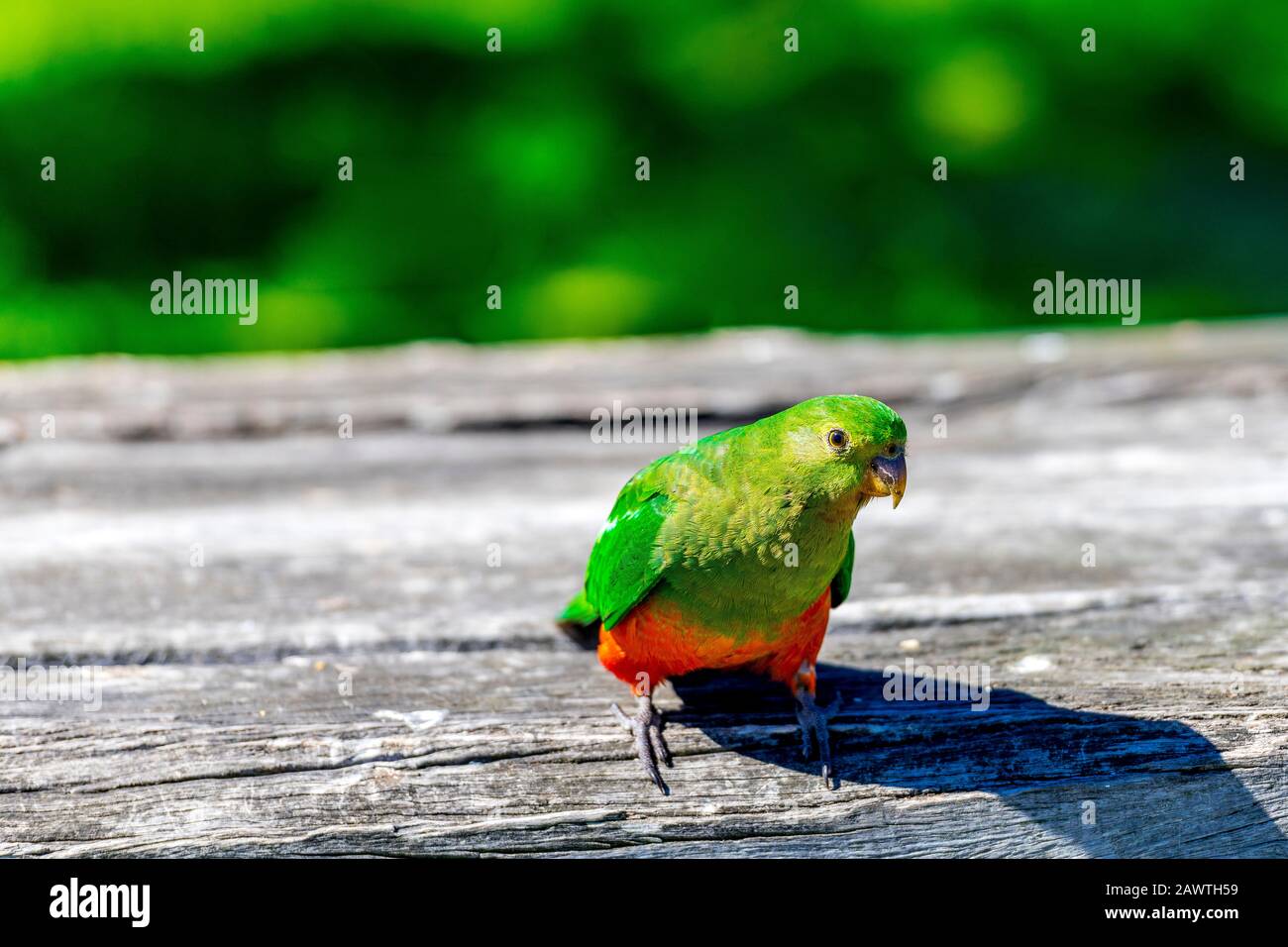 A female Australian King Parrot at Kennett Park along the Great Ocean Road, Victoria, Australia. Stock Photo