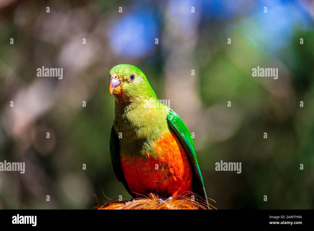 A female Australian King Parrot at Kennett Park along the Great Ocean Road, Victoria, Australia. Stock Photo