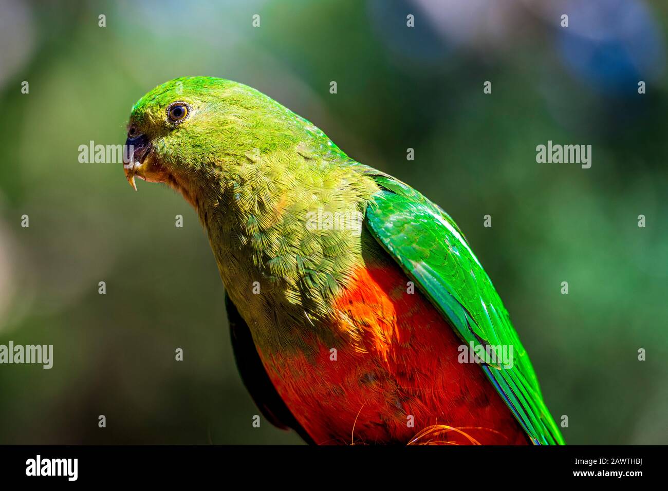 A female Australian King Parrot at Kennett Park along the Great Ocean Road, Victoria, Australia. Stock Photo