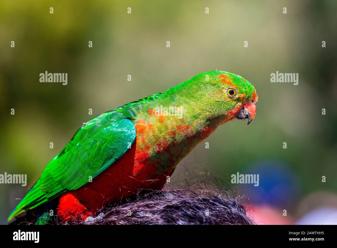 A female Australian King Parrot at Kennett Park along the Great Ocean Road, Victoria, Australia. Stock Photo