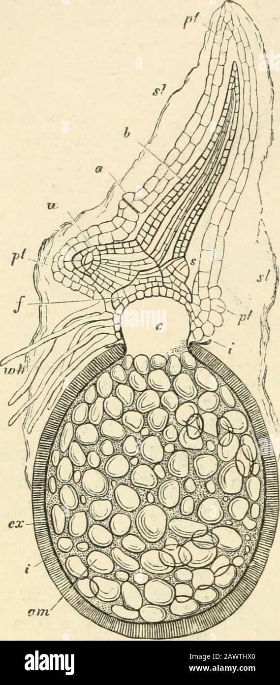 Text-book of botany, morphological and physiological . complicated differences indensity. The microspores so far resemblethe macrospores that their exospore has alsoa firm inner layer which is cuticularised andshows an internal structure depending on dif-ference of density. This layer is surroundedin Marsilea by a thick, in Pilularia by athin hyaline envelope capable of swellmg inwater. The Class Rhizocarpeae contains, besidesthe genera that have already been mentioned,only one other, Azolla, which, although notyet accurately known  is nearly allied to Sal-vinia. The four genera form, therefo Stock Photo