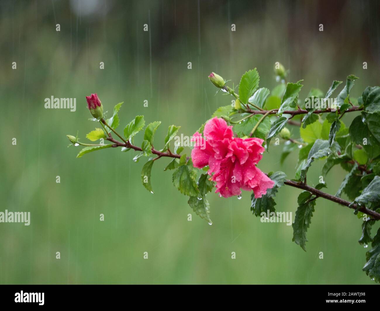Rain falling, Double pink Hibiscus rosa sinensis plant flowers, buds