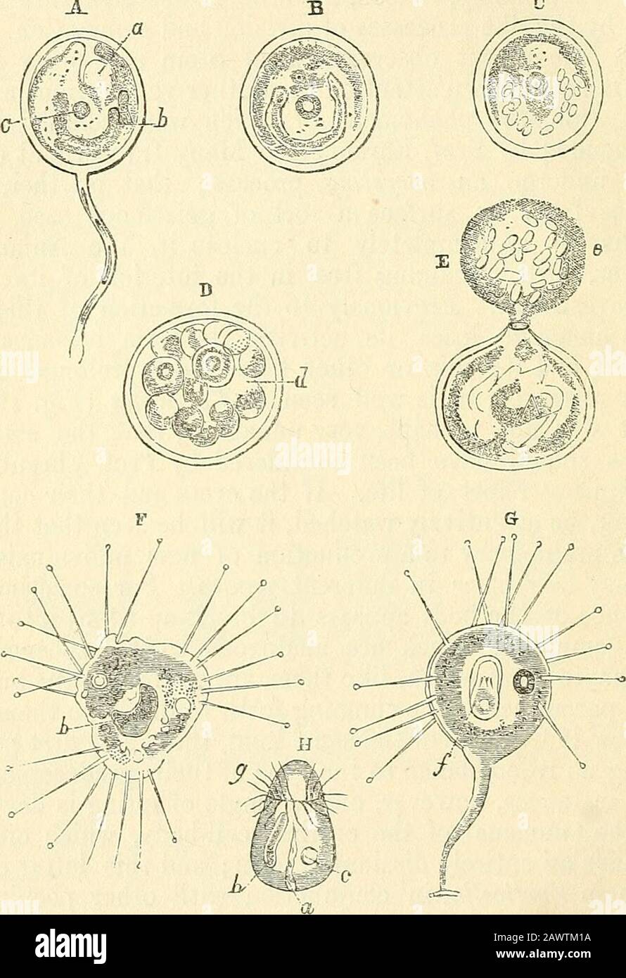 The microscope and its revelations . wever, only a single ofi^spring is developedfrom the nucleus of the original cell-body, which offspringmay have an entirely dissimilar form; and this latter changeoccurs in Vorticella, in conjunction with other peculiaritiesof a very remarkable kind. Por the encysted YorticeUabecomes changed into the form of an Acineta (closely resem-bling that of Actinophrys), as shown in Pig. 198, f; and thismay acquii^e a new stalk, so as to correspond with a Podopkrya(g). At the same time, its band-like nucleus becomes entirelymetamorphosed into a free body of ovate for Stock Photo