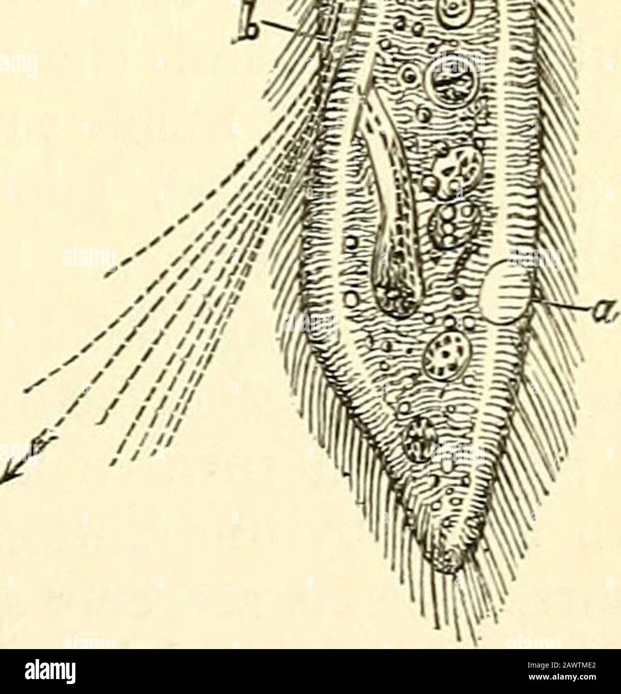 The microscope and its revelations . Fig. 194 Kerona silurus:—a, contractile cavity; h, mouth; c, c,animalcules swallowed by the Kerona, after having themselves in-gested particles of indigo. Fig. 195. Paramecium caudatum:—a a, contractile cavities;b, mouth. immediate dcinity of the mouth (Kg. 196), is the means byfar the most frequently employed by the beings of this class,both for progression through the water, and for drawingahmentary particles into the interior of their bodies. In sometheir vibration is constant, whilst in others it is only occasional,thus conveying the impression that th Stock Photo