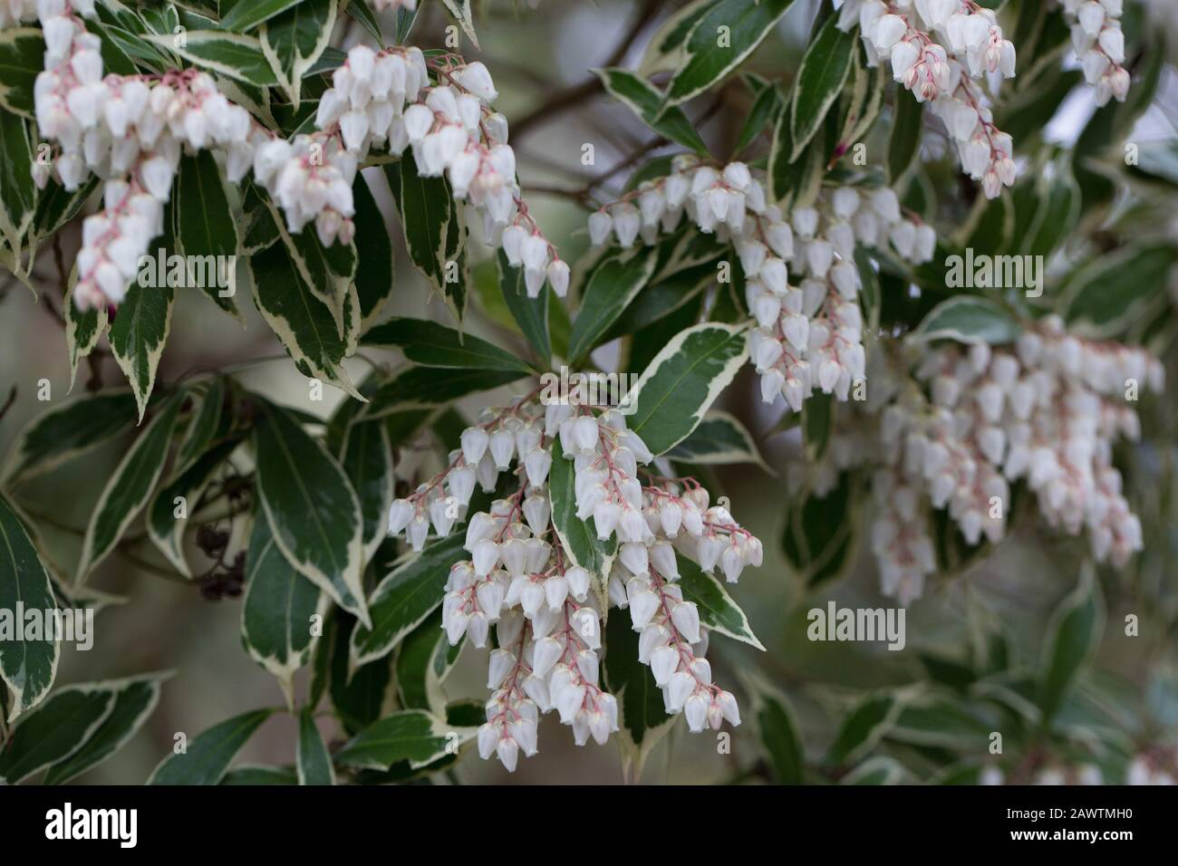 Pieris japonica 'Variegata' close up. Stock Photo