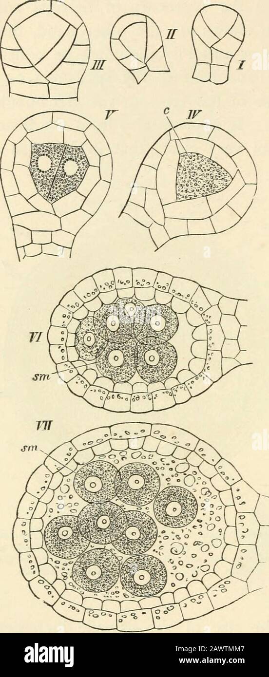 Text-book of botany, morphological and physiological . he three sister-cells. The remainderof these abortive sister-cells usually remainfor some considerable time shrivelled upand hanging to the apex of the ma-crospore, and may even sometimes befound on it when ripe. The macrosporeof Pilularia is at first entirely clothedwith one coat, but after it has attainedabout one-third of its ultimate length,it has two, an inner compact brown andan outer hyaline one. While the sporeis growing, this hyaline coat forms adome-shaped projection at the apex ofthe spore (Fig. 298 d) and at the sametime a thir Stock Photo