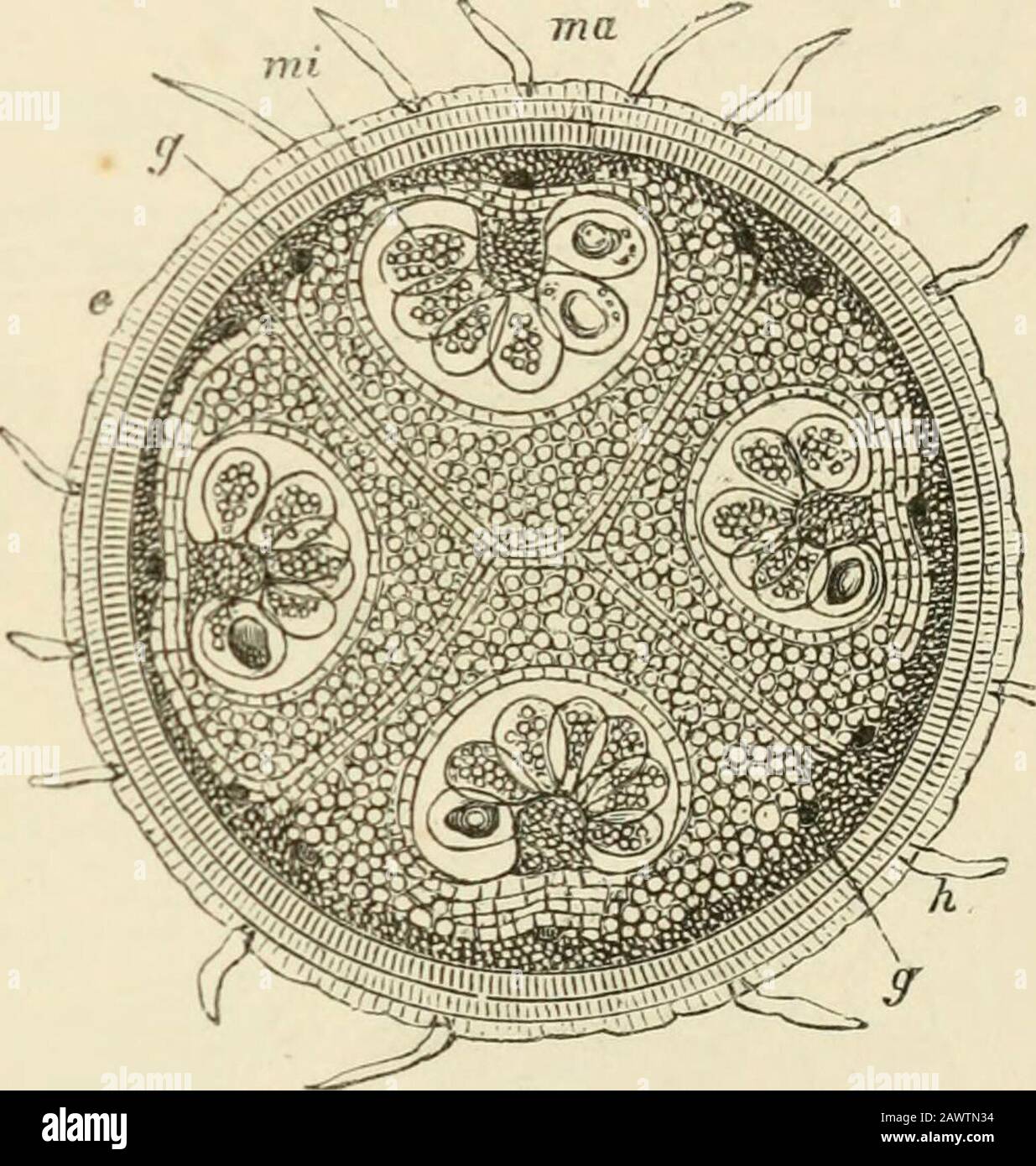 Text-book of botany, morphological and physiological . capsule increases, thecentral cell first divides into two, and then, by successive bipartitions, into eightspore-mother-cells, which become isolated in the cavity of the sporangium which isfilled with granular fluid, and assume a round form. The inner parietal layerremains in the condition of a delicate epithelium till the time of the formation ofthe spores, but disappears when they are ripe; so that here also the wall of thesporangium finally consists of only one layer. In Marsilea and Pilularia, where theenvelope of the sporocarp is very Stock Photo