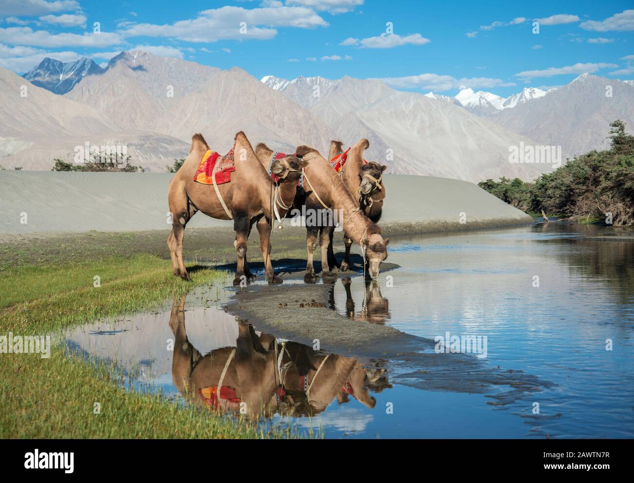 Bactrian Camels drinking water, Nubra Valley, Ladakh, India Stock Photo