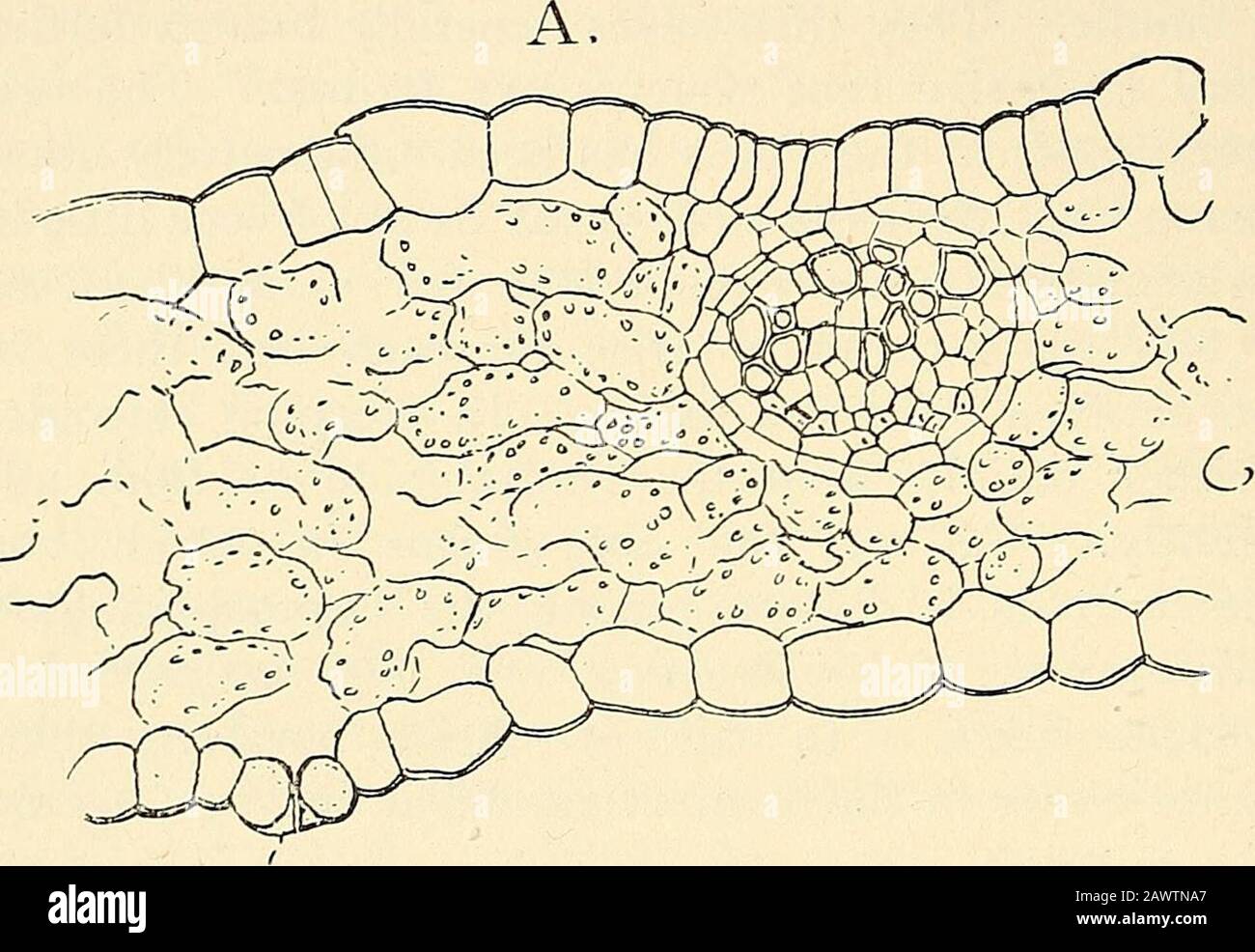 The structure & development of the mosses and ferns (Archegoniatae) . sporangium of all the Leptosporan-giatae is much the same, but the position of the sporangia, and thecharacter of the indusium when present, varies much, and willbe discussed later as the different families are treated separately. In the Polypodiaceae the sporangia, as is well known, ariseusually in groups (sori) upon the backs of leaves that differbut little from the ordinary ones. Sometim.es, however, eg.Onoclea, they are very different, the sporangia being produced ^ Lachmann (7). - Poirault (2), p. 147. ^ Rostowzew (i). Stock Photo