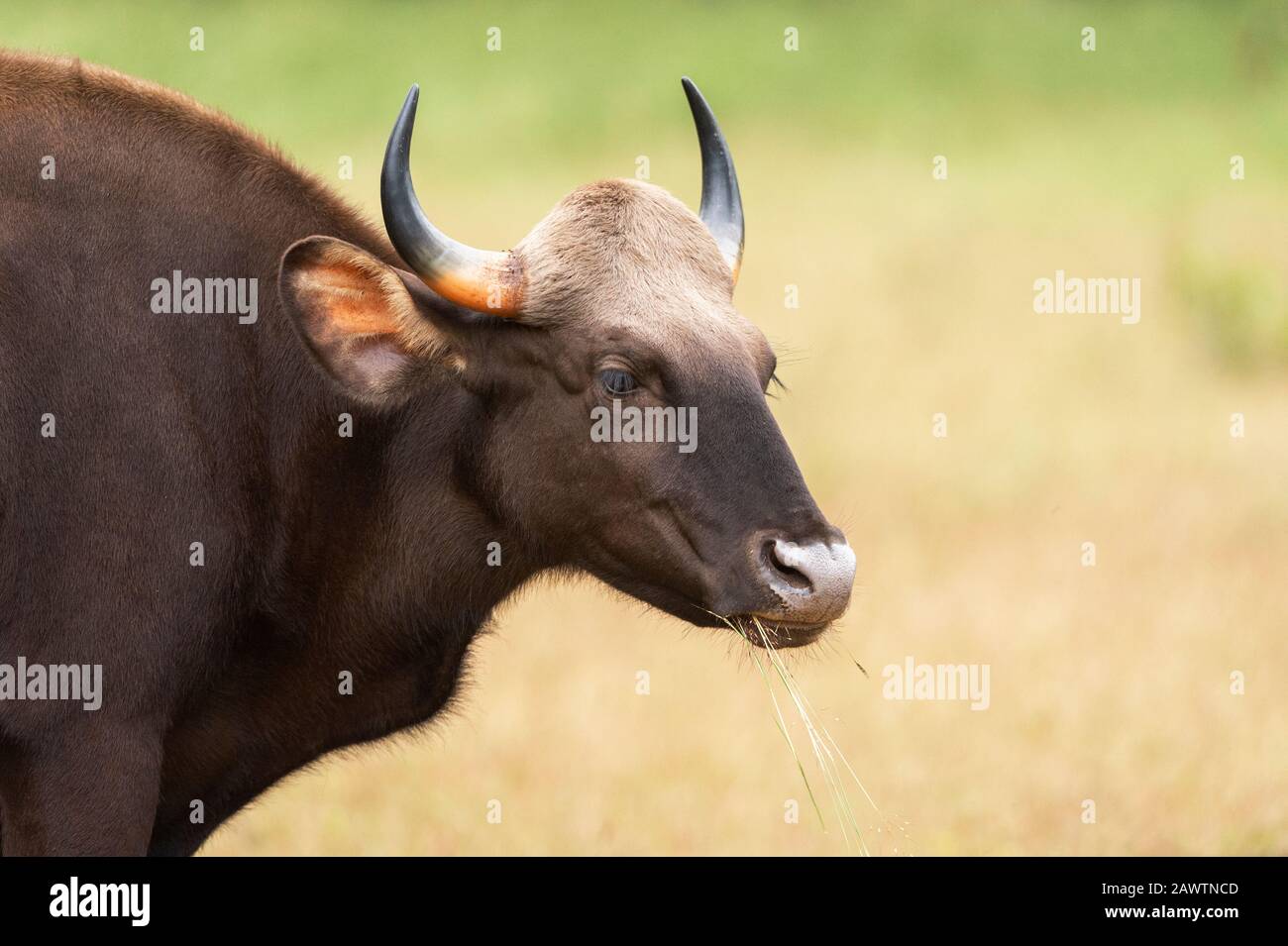 Indian Gaur also called the Indian bison, Bos gaurus, Tadoba, Maharashtra, India, Stock Photo