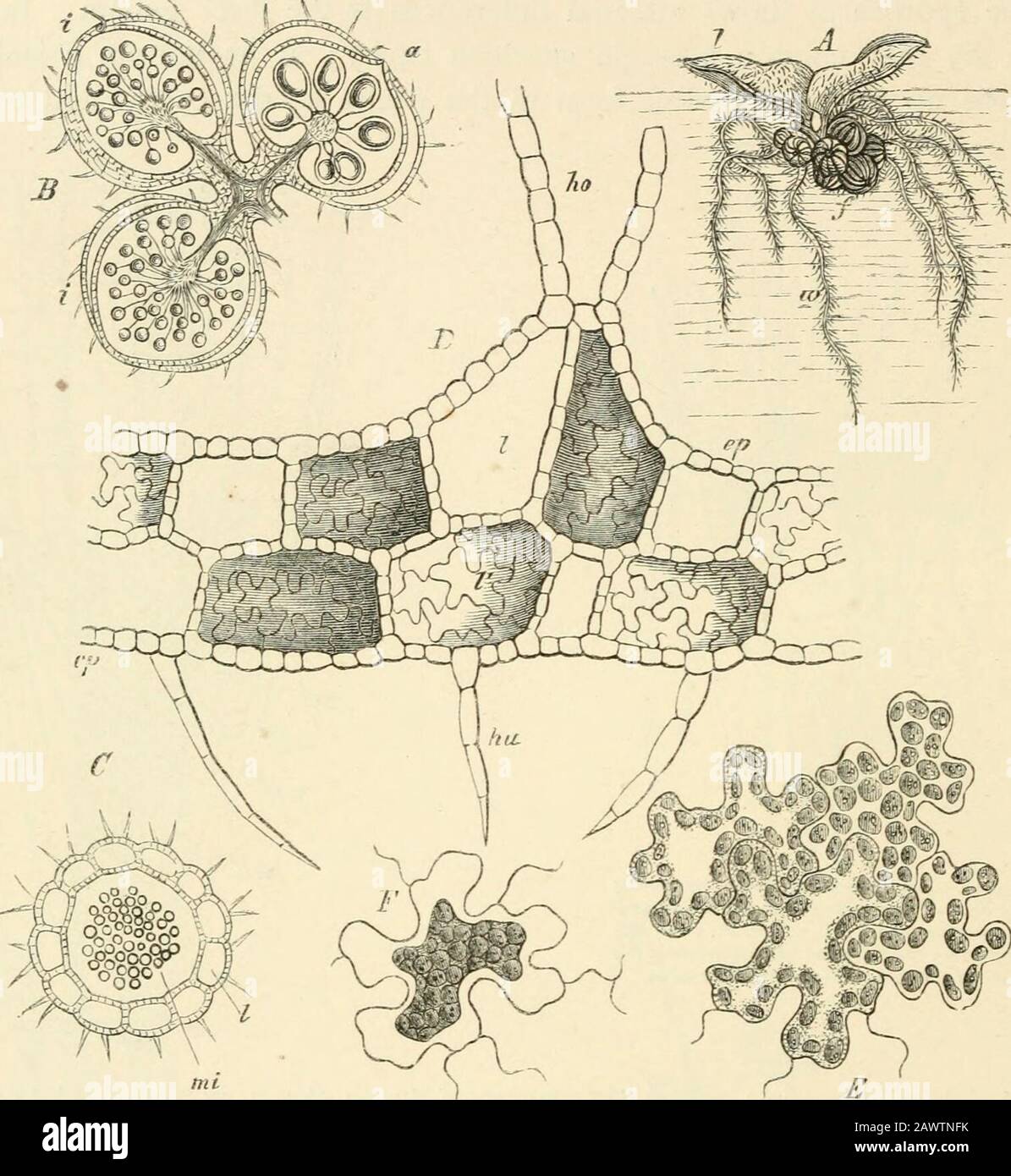 Text-book of botany, morphological and physiological . ta it is bilocular,in P. americana trilocular, in P. glohtdifera quadrilocular; each chamber bears on itsperipheral side a cushion running from the base to the apex of the sporocarpand projecting inwards, behind which runs a fibro-vascular bundle. On thiscushion a number of sporangia are formed, the lower of which produce macro-spores, the upper microspores. A cushion of this kind bearing sporangia n.ay be 394 VASCULAR CRYPTOGAMS. compared to the sorus of a Fern. In INIarsilea the processes are still more complicated.In this genus the spor Stock Photo