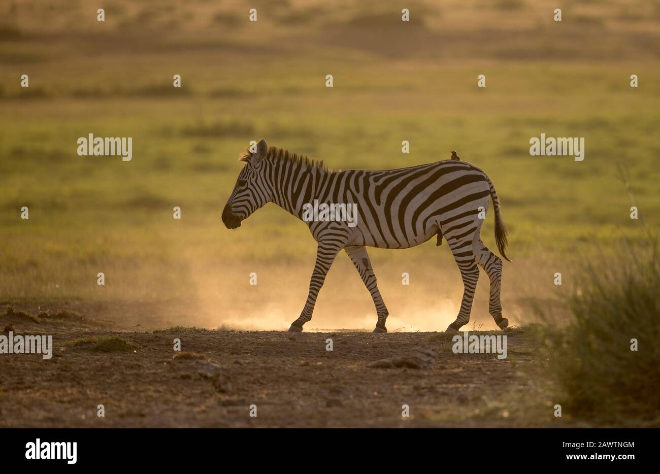 Zebra Walking and backlight, Amboseli, Africa Stock Photo