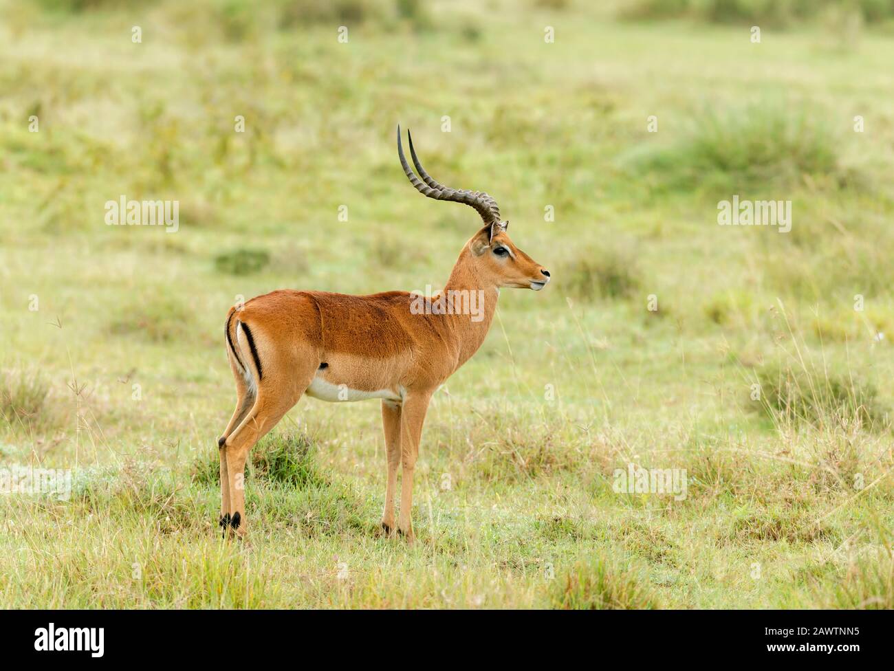 Impala Gazelle medium-sized antelope, Amboseli, Africa Stock Photo