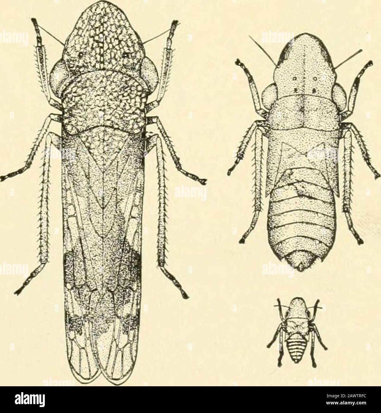Insect pests of farm, garden and orchard . -credited with thiswork is the Glassy- wingedSharpshooter,f , . . fiG. 177.—The glassy-winged sharpshooter {Ho- but with it are USU- malodism triquetra Fab.): adult at left, last ally associated several s^^ge of nymph at right, young nymph below , ,• •,, —all enlarged. (Authors illustration, U. S. near relatives with Dept. Agr) * Family Jmsidw. f Homalodisca triquetra Fab.. 250 INSECT PESTS OF FARM, GARDEN AND ORCHARD similar habits.* Few planters are able to identify the causeof the supposed injury, but many know these insects as dodgers, from their Stock Photo