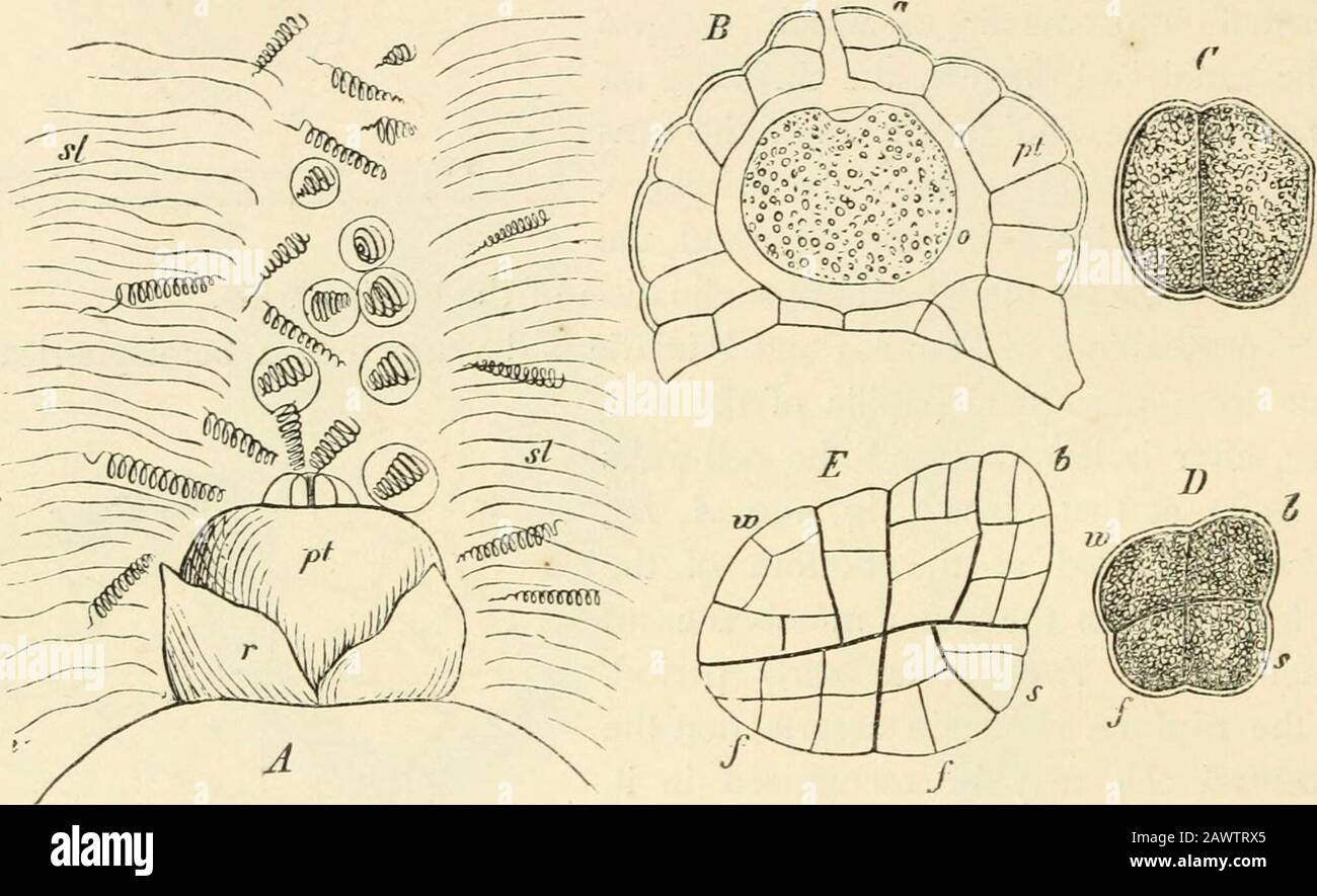 Text-book of botany, morphological and physiological . the archegonium (afterPringsheim). 388 VASCULAR CRYPTOGAMS. ts protoplasmic body is converted into the oosphere. After fertilisation the layer3f tissue of the prothallium surrounding the central cell becomes double ; a fewgranules of chlorophyll arise in it, and the outer cells grow in Marsilea salvatrix[Fig. 291) into long root-hai-rs, which are especially luxuriant when no fertilisation;akes place. In the case of Marsilea salvatrix the antherozoids collect in largeaumbers at the time of impregnation in the funnel above the prothallium, a Stock Photo