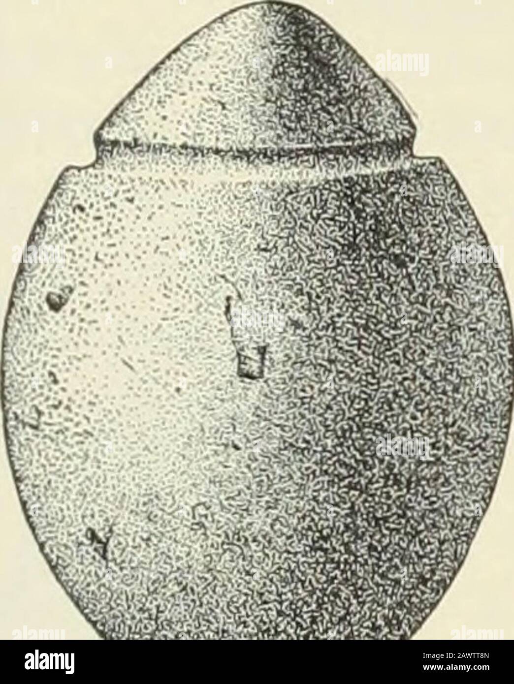 Ofsouthern hires stock photography and images Alamy