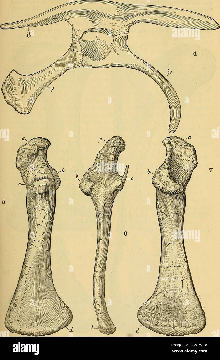 Geological magazine . Fig. 1.—Eight scapula and coracoid of Tricerafops  prorsus, Marsh ; side view.Fig. 2.—Eight humerus of same species ; front  view.Fig. 3.—Left ulna of same species; front view. cr. coracoid;