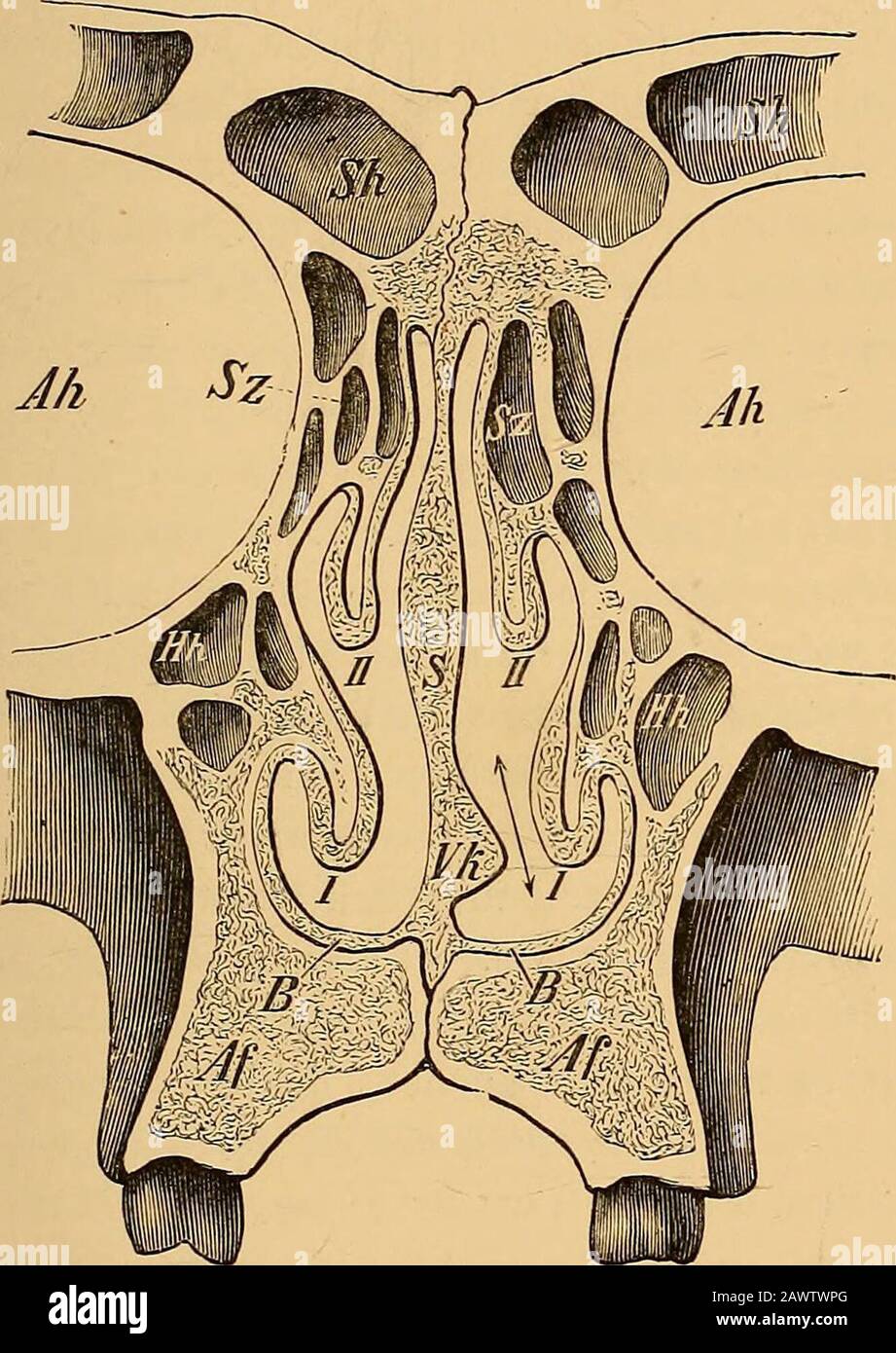 The diseases of the ear and their treatment . e place of constriction