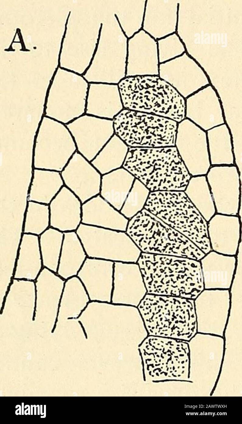 The structure & development of the mosses and ferns (Archegoniatae) . e two pleromestrands. TJie SporangiujH The development of the sporangium has been very carefullyexamined by Goebel, and his results confirmed by laterobservers. All of the leaves, except the imperfect ones thatseparate the sporophylls of successive years, bear a single, verylarge sporangium at the base. From the first it consists of an Bruchman (I), p. 554. - Kienitz-Gerloff (6). • Farmer (2), p. 37. * an Tieghem and Douliot (5). Bruchman (i), p. 558. « Goebel (3), Bot. Zeit. 1881. 294 MOSSES AND FERNS CHAP. elongated eleva Stock Photo