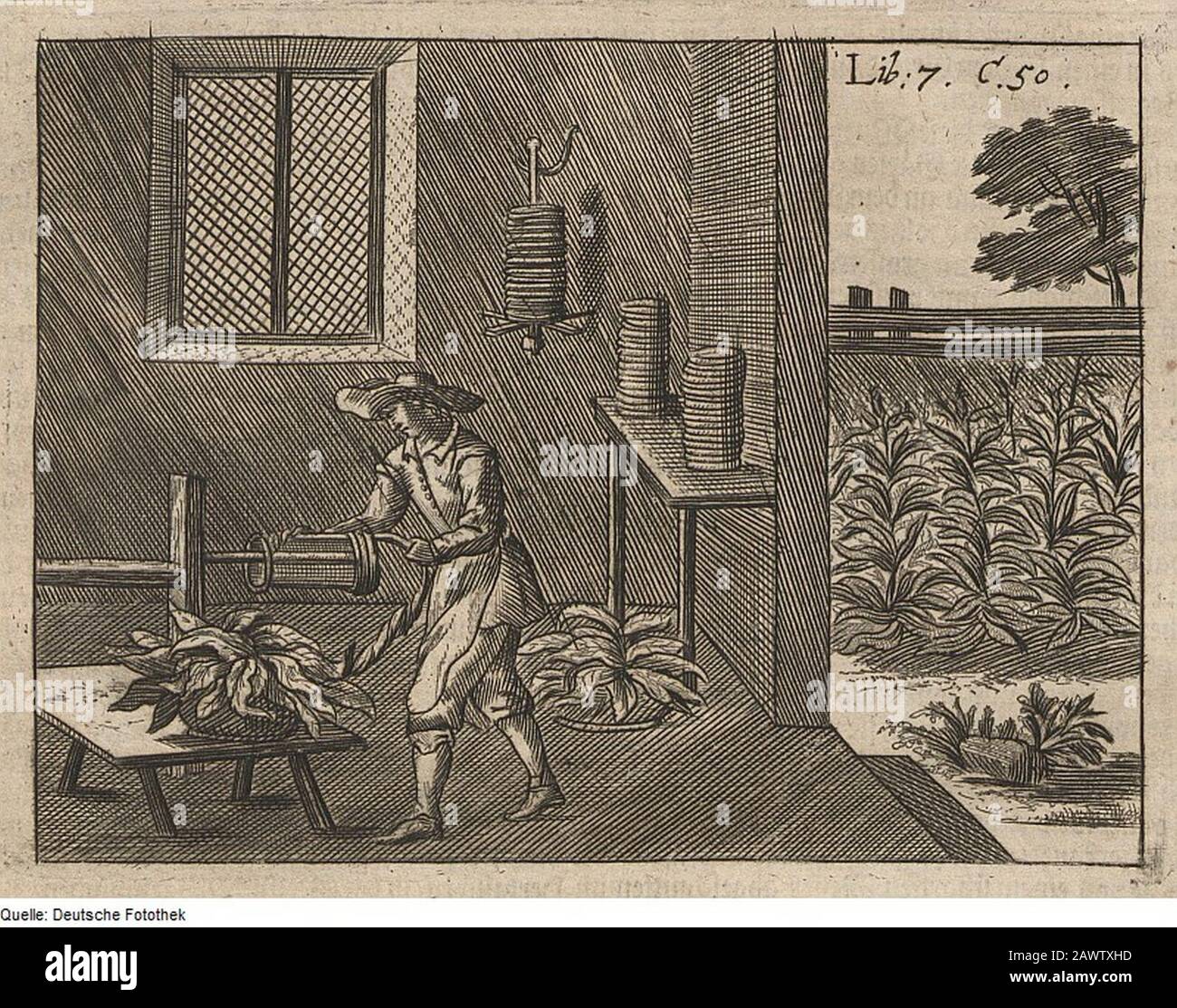 Fotothek df tg 0007708 Landwirtschaft ^ Pflanzenbau ^ Genussmittel ^ Tabak. Stock Photo