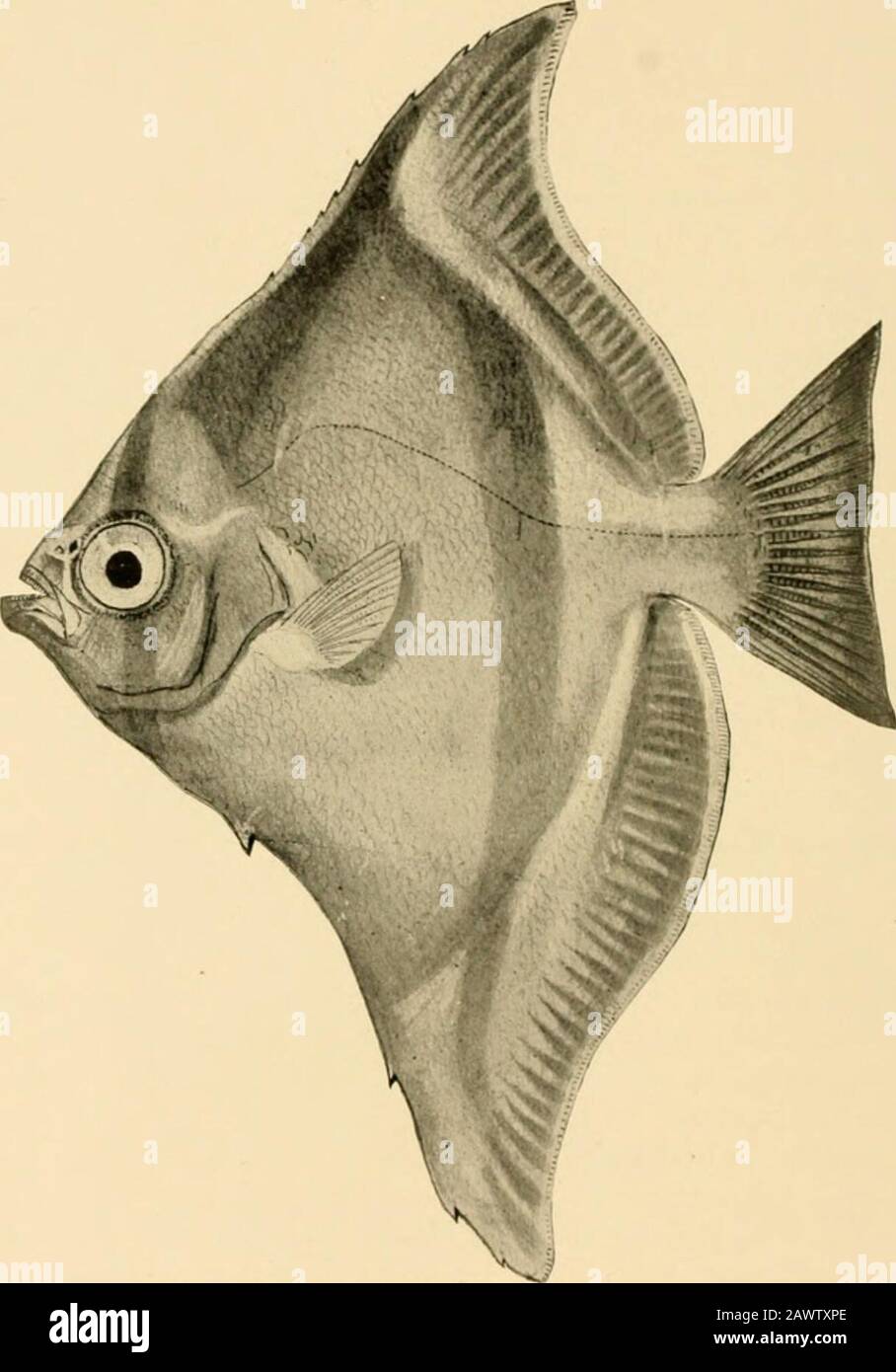Fishes . not brush-like, and thepost-temporal is free from the skull as in perch-like fishes. Thespecies inhabit the Pacific. Scorpis georgianus is a food-fish ofAustralia, with the body oblong. Monodactylus argenteus, thetoto of Samoa, is almost orbicular in form, while Psettias seba istwice as deep as long, the deepest-bodied of all fishes in propor-tion to its length. The Boarfishes: Antigoniidae.—The boarfishes (AntigoniidcB) arecharacterized by a very deep body covered with rough scales,the post-temporal, as in the Chcctodontidce and the ZeidcB, beingadnate to the skull. These fishes bear Stock Photo