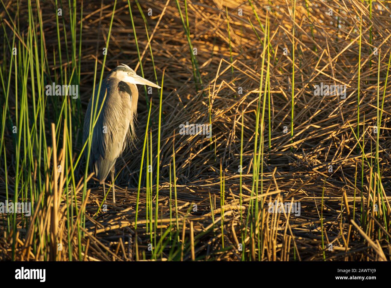 Great blue heron hiding hi res stock photography and images Alamy Great blue heron hiding hi res stock photography and images Alamy