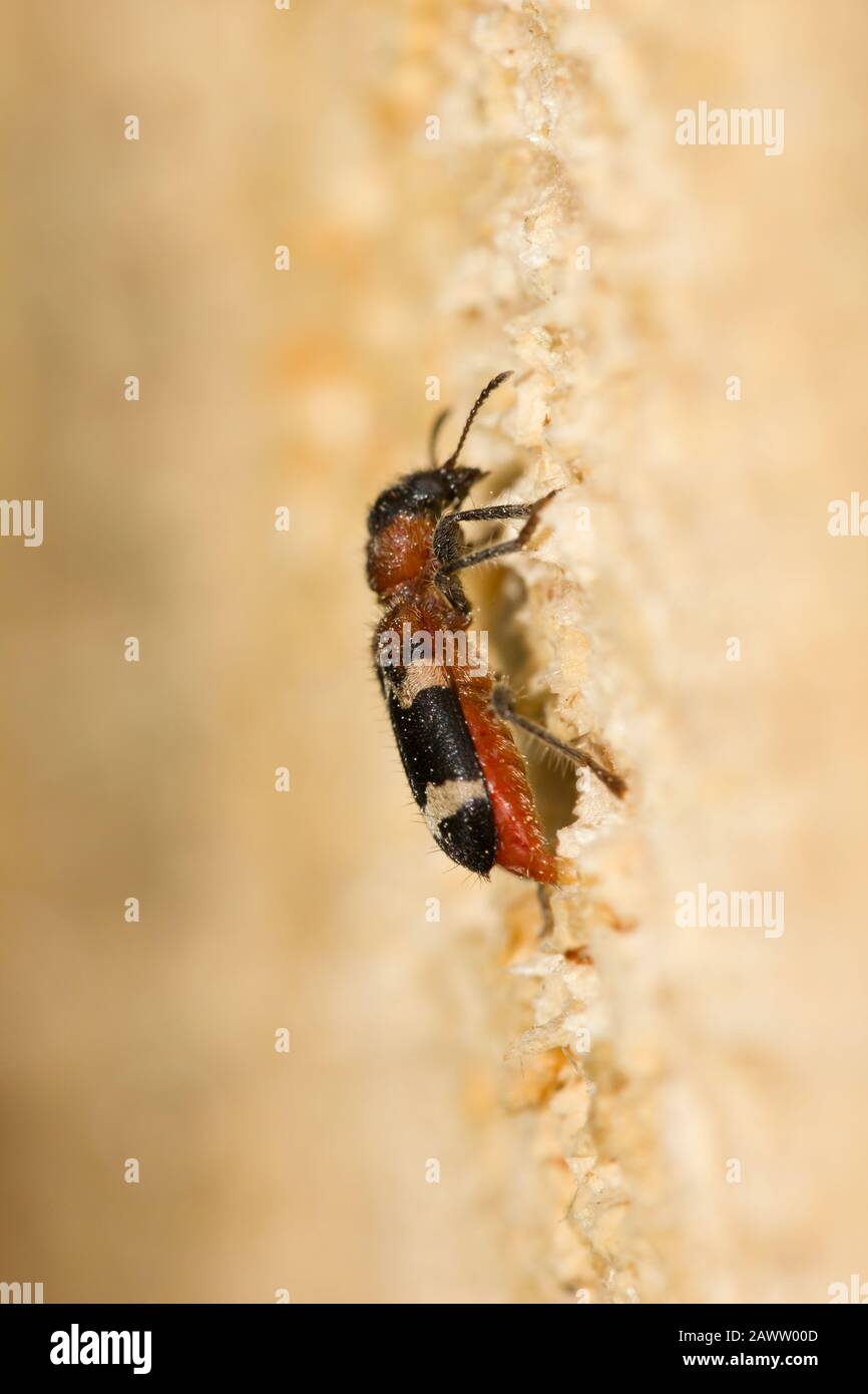European red bellied clerid beetle Stock Photo