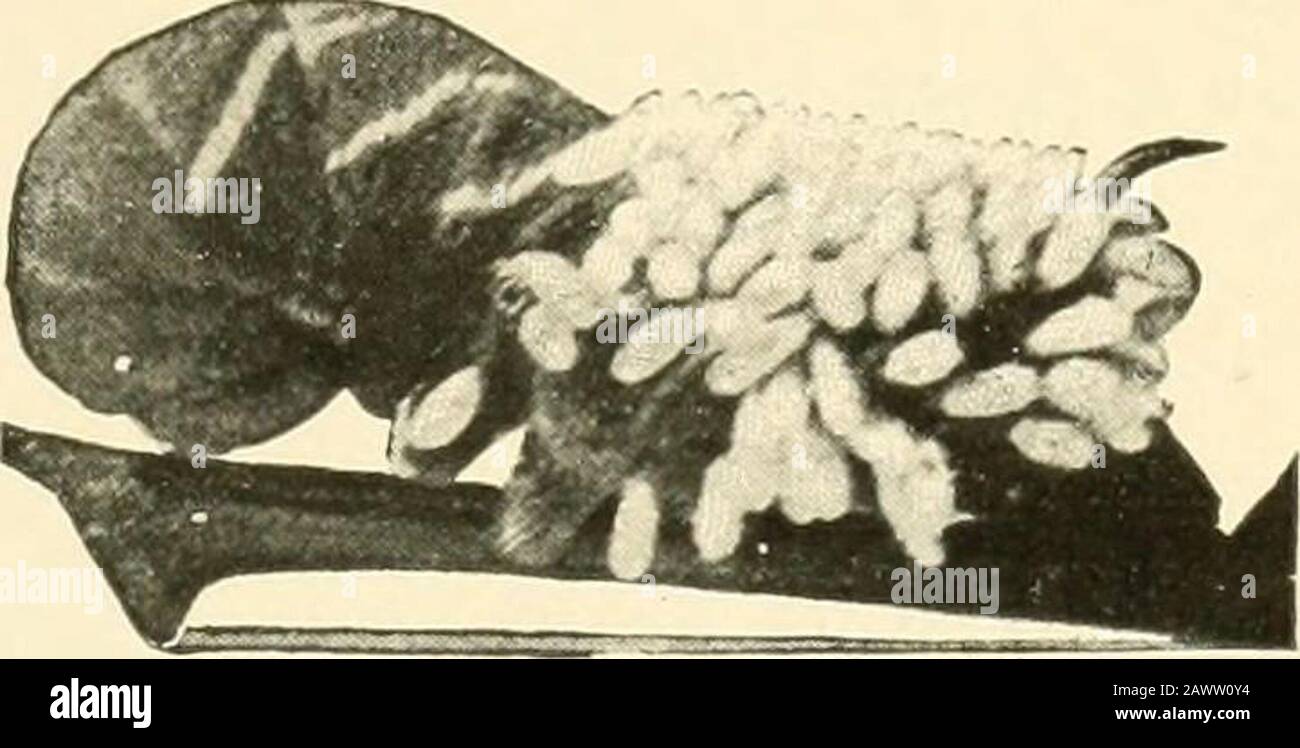 tobacco kills worms [Medical Condition], Traditional Remedies is that a tobacco, or