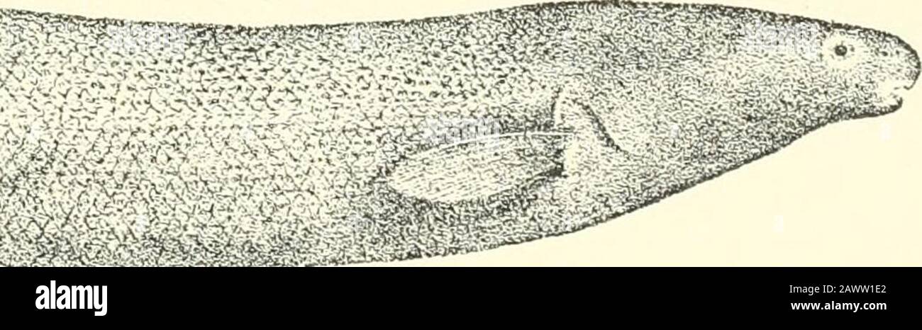 Catalogue of the fresh-water fishes of Africa in the British museum (Natural history) .. . )1. xxxi. fig. 2 (181)9), and Poiss. Bass.Congo, p. 61 (11)01). Depth of body 6^ to 7^ times in total length, length of head 4^ to4f times. Head twice as long as deep, with straight, slightly declivousupper profile; snout rounded, almost truncate, projecting a little beyondmouth, the width of which equals only f length of snout; teeth notched, & Fi.o-. 23. ^*??c?^&gt;^.. JJornii/rojis 2&gt;(! rvus.Type (A. M C). f. 10 to 12 in each jaw; eye very small, in anterior third of head, itsdiameter 3 times in le Stock Photo