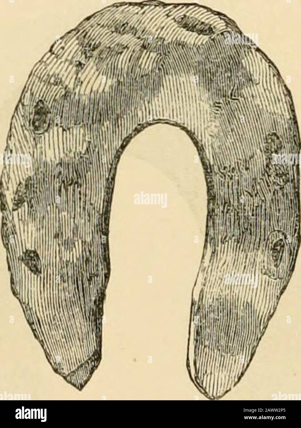 Horseshoes and horseshoeing their origin, history, uses, and abuses