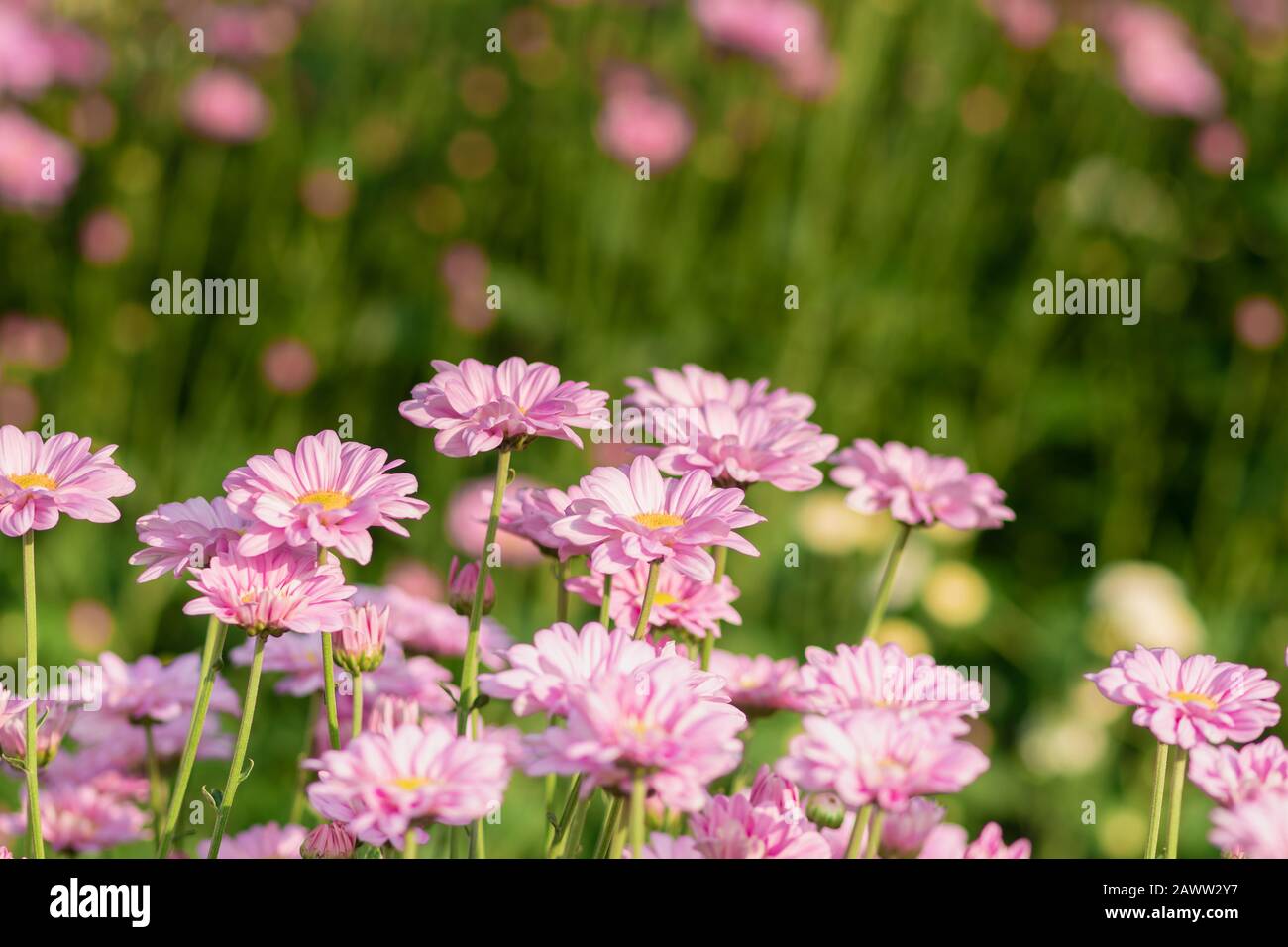 Fresh bright Pink chrysanthemums in autumn garden. Close uppink chrysanthemums. Pink flowers concept. Stock Photo
