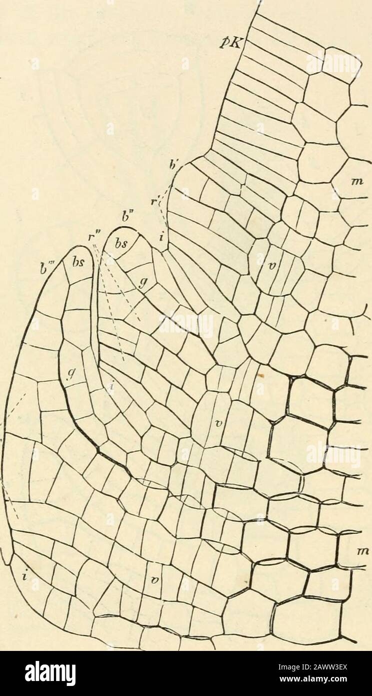 Text-book of botany, morphological and physiological . growthis normal ...