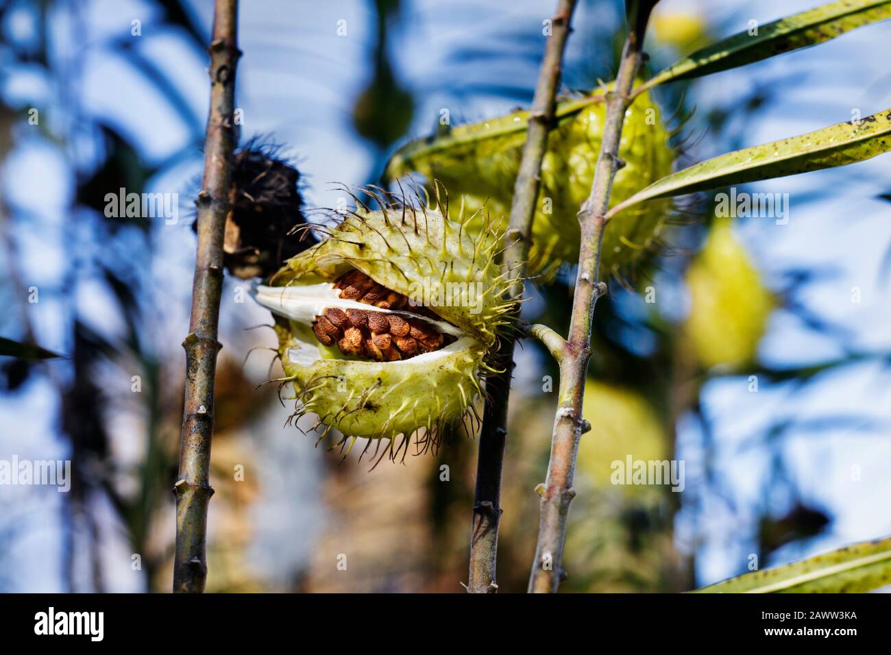 Fruits of gomphocarpus fruticosus  (asclepias fruticosa -arghel -or balloon cotton bush ), the fruit is balloon like covered with soft spines ,  brown Stock Photo