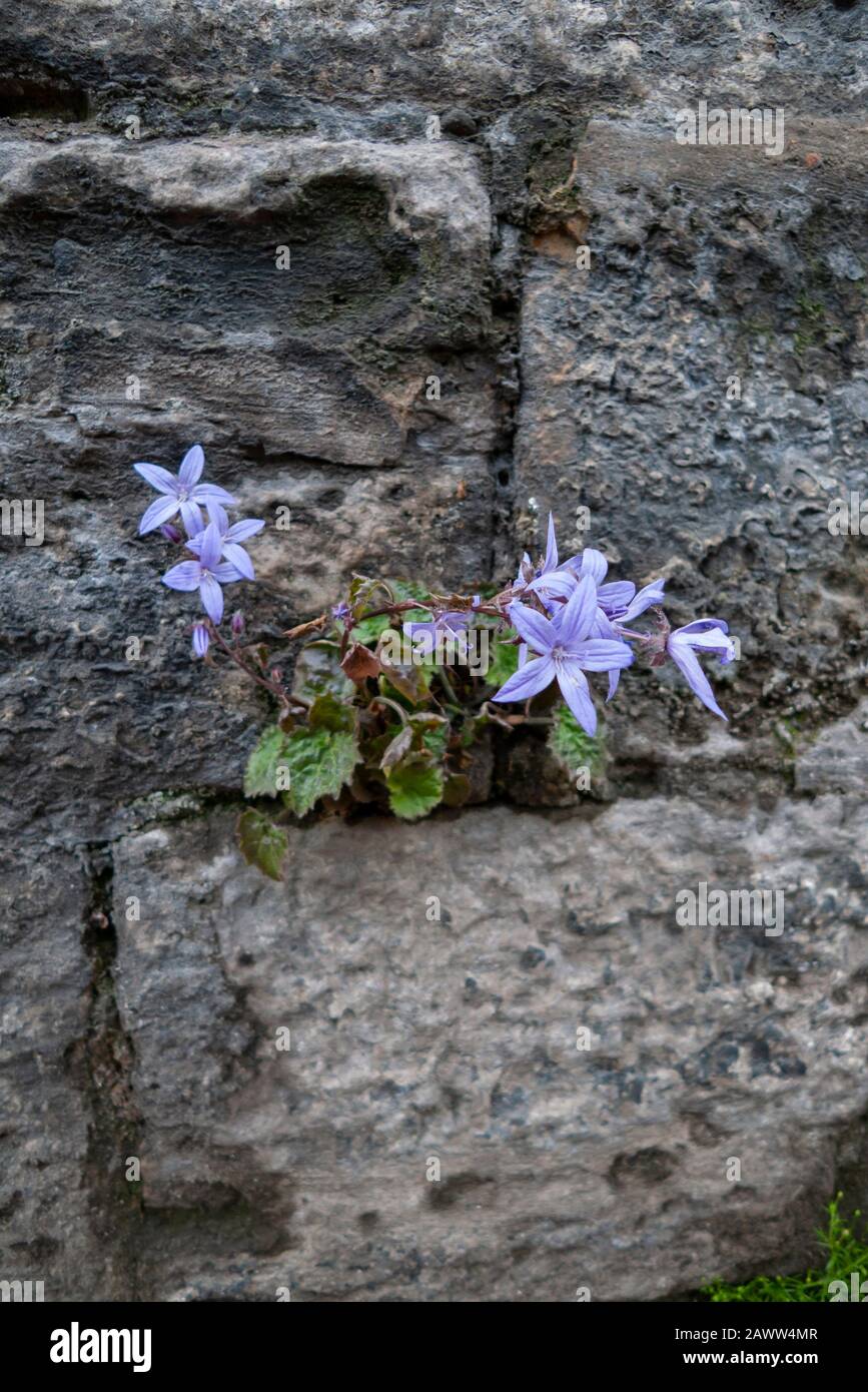 Campanula poscharskyana 'Blue Waterfall' flowers growing in a crack in an old stone wall in Edinburgh, Scotland. Stock Photo