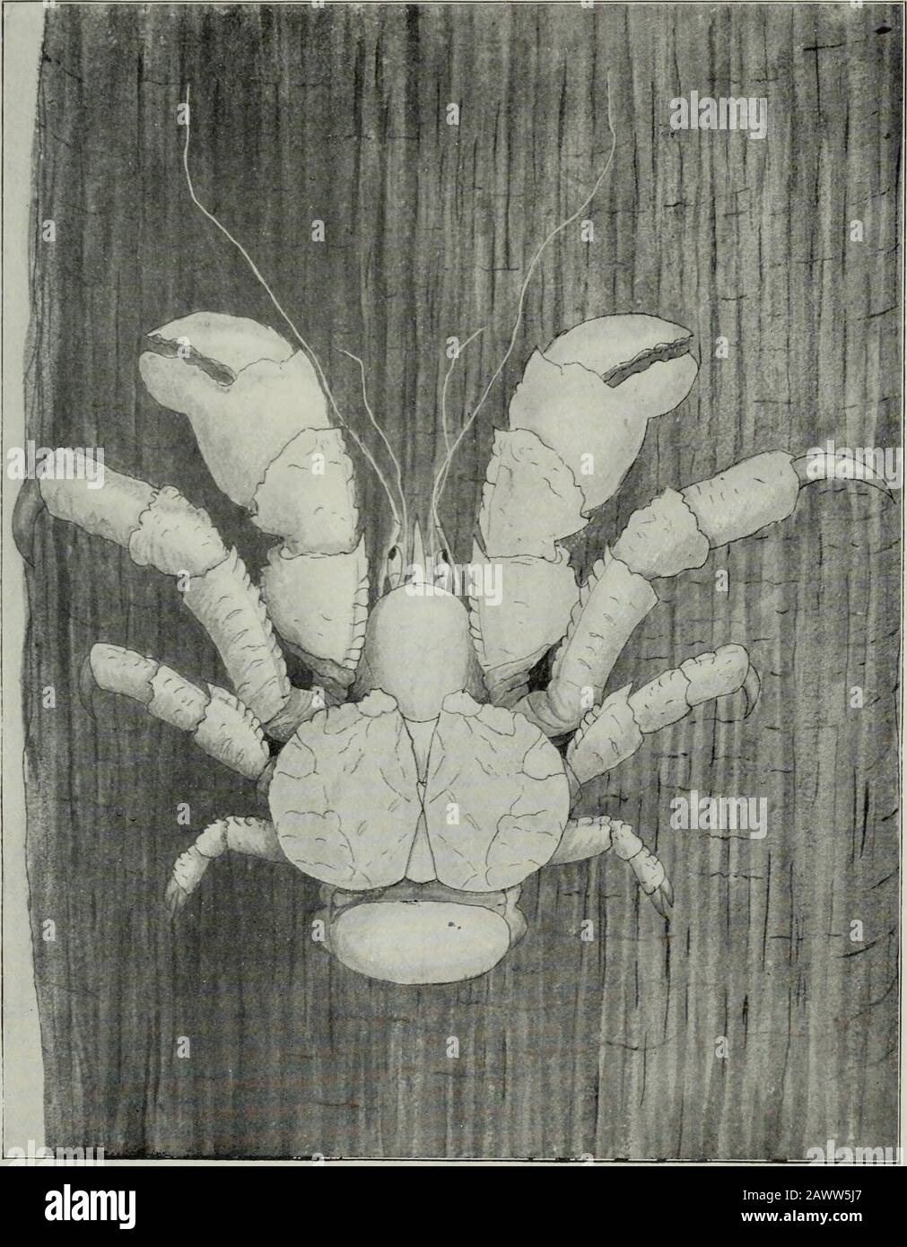 Land crab tahiti hires stock photography and images Alamy