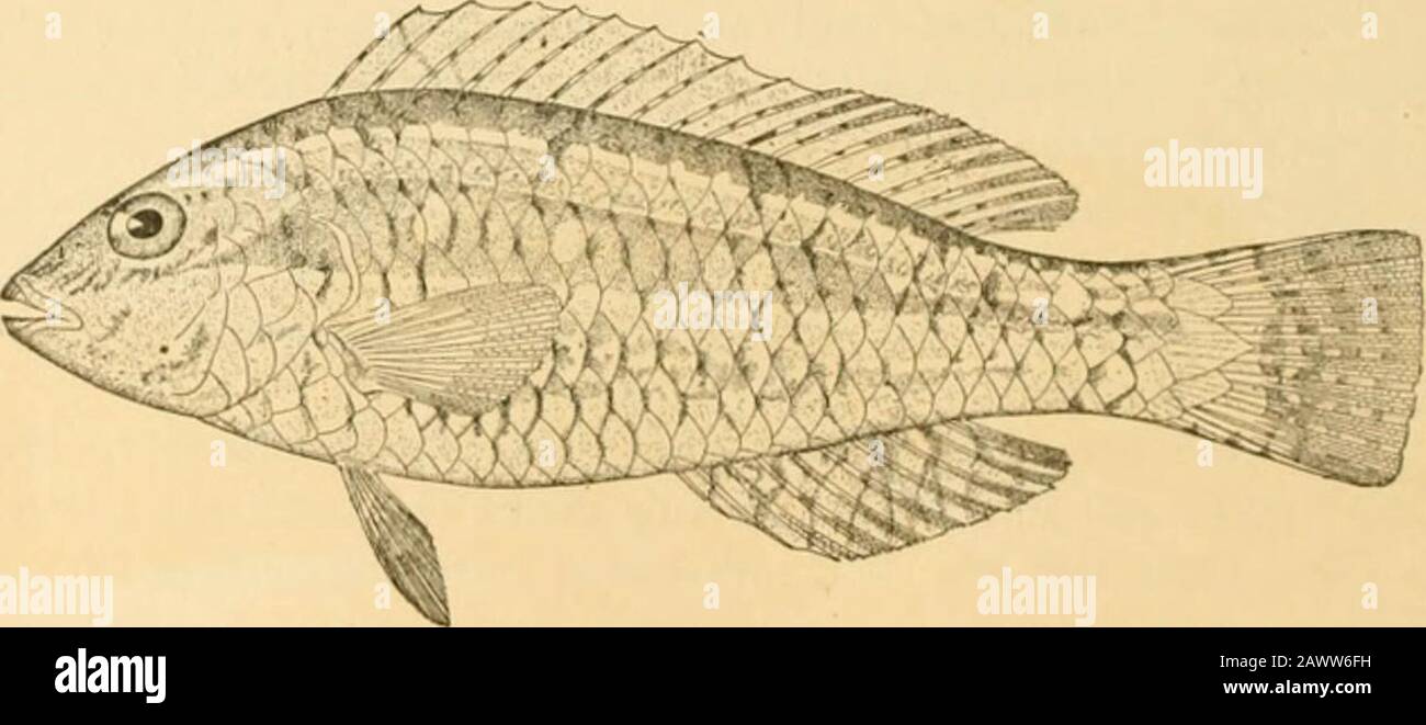 Fishes . Fig. 493. ria.493. Fig. 492.—Pliarynseals of Italian Parrot-fish,  Sparisoma cretense (L.). a, upper; b, lower.Fig. 493.—Jaws of a Parrot-fish,  Calotomus xcnodon Gilbert. Cryptotomus ot the Atlantic is also a  transitional
