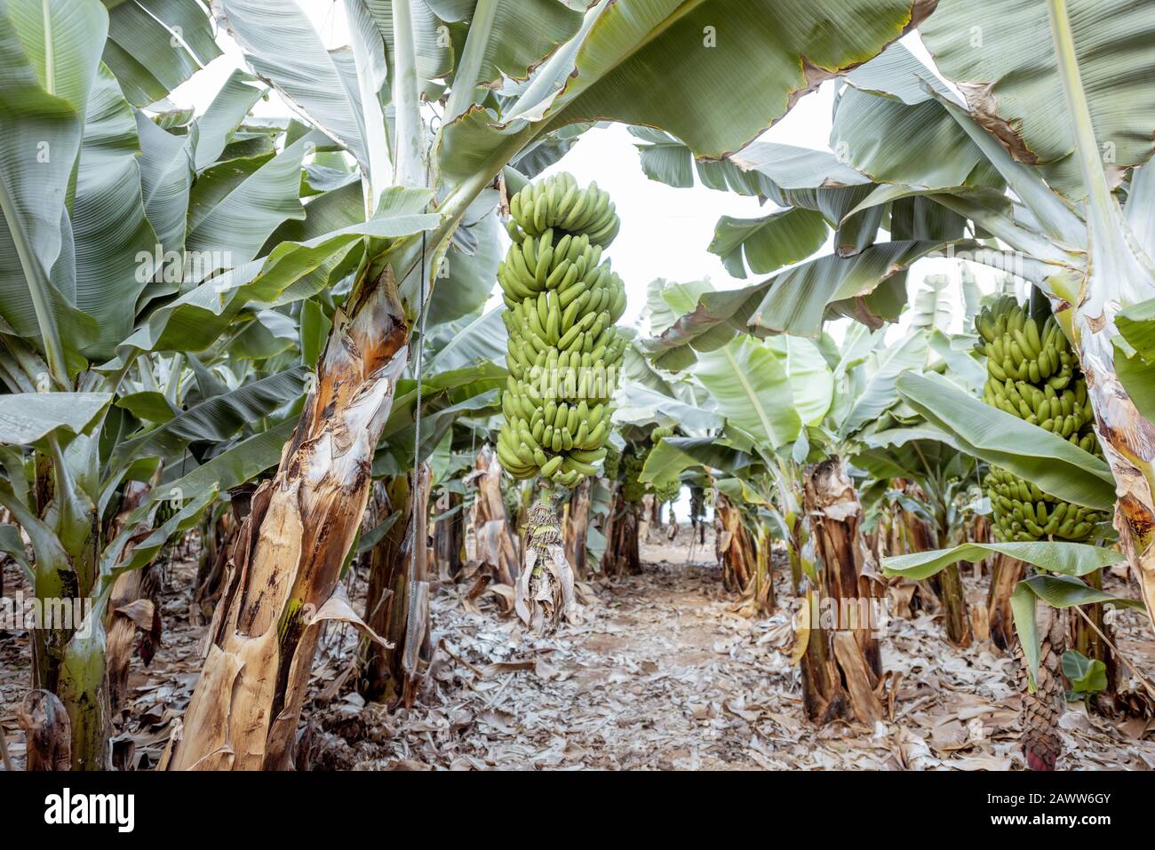 Beautiful banana plantation with rich harvest ready to pick up Stock