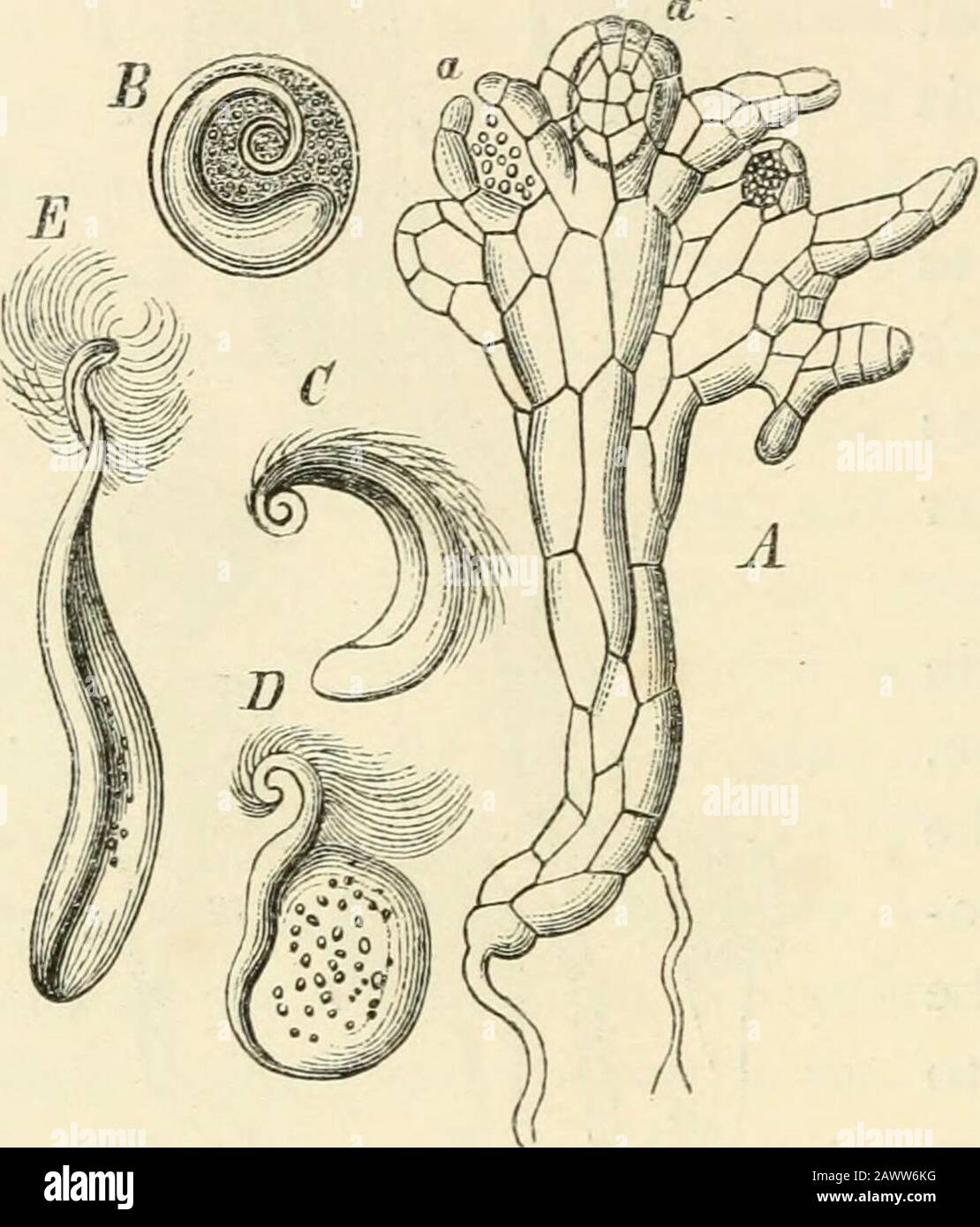 Text-book of botany, morphological and physiological . Pig. 269.—First ...