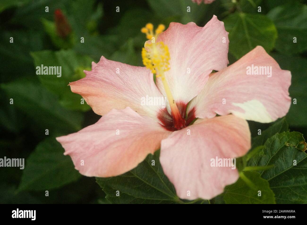 Hibiscus rosasinensis bloomed, very beautiful Stock Photo Alamy