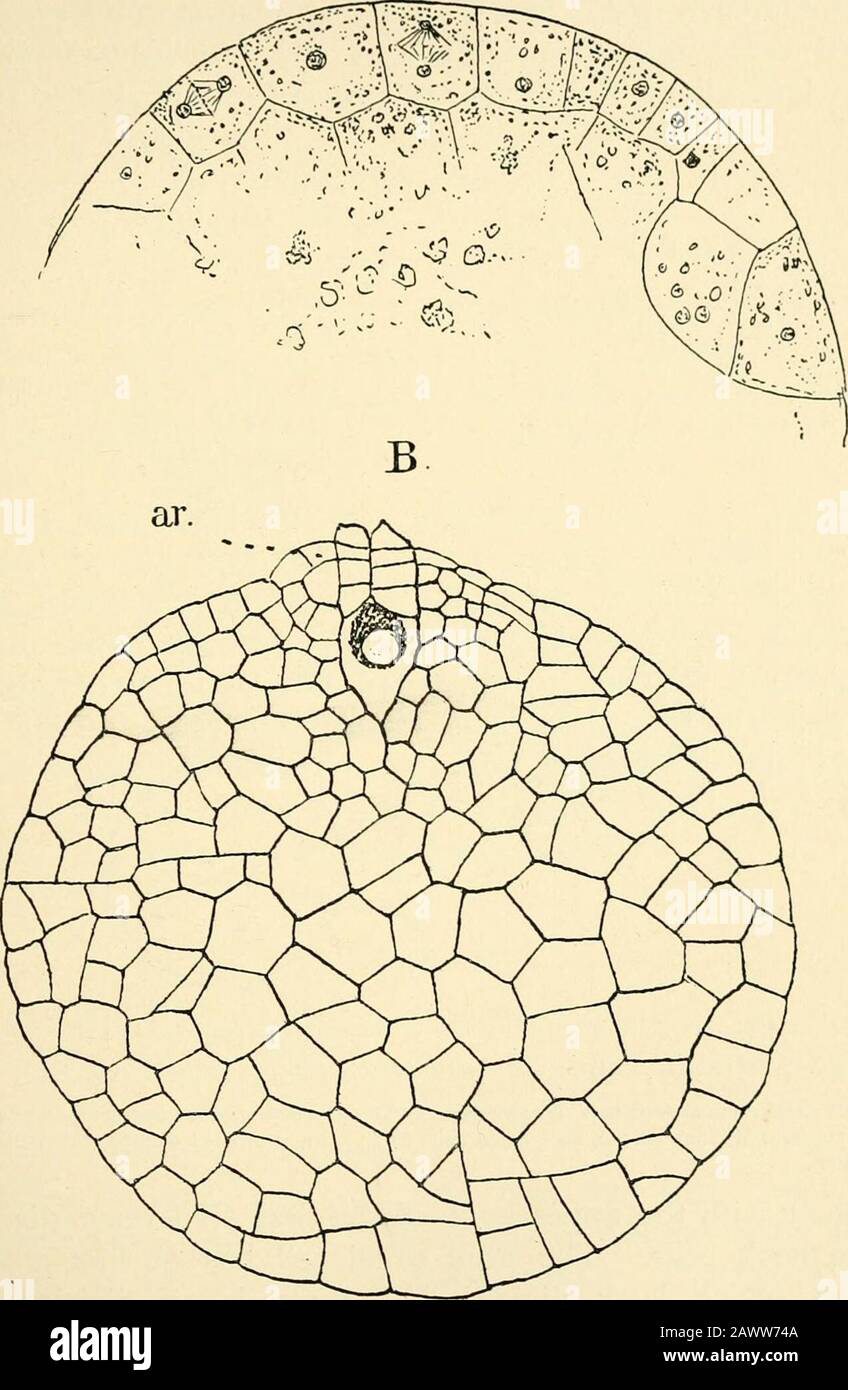 The structure & development of the mosses and ferns (Archegoniatae) . s not borne out by a study ofsections of the germinating spore. The first archegonium is very early evident, generallybefore the cell division is complete in the lower part of thespore. It occupies the apex of the prothallium, and themother cell is distinguished by its large size and dense granularcontents. It is simply one of the first-formed cells that soonceases to divide, and as its neighbours divide rapidly thecontrast between them becomes very marked. Whether seenfrom above or in longitudinal section, it generally is t Stock Photo