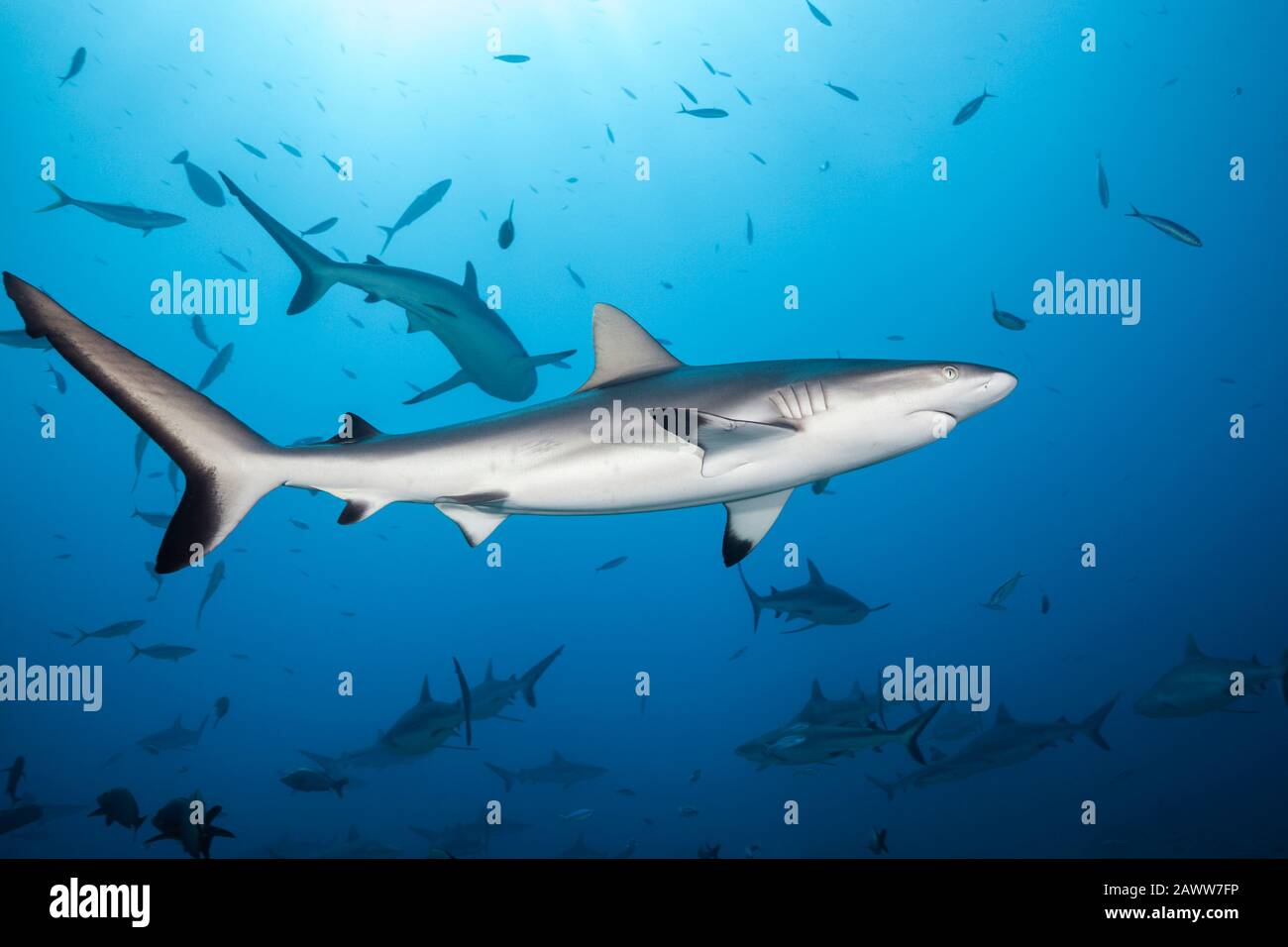 Grey Reef Shark, Carcharhinus amblyrhynchos, Tahiti, French Polynesia Stock Photo