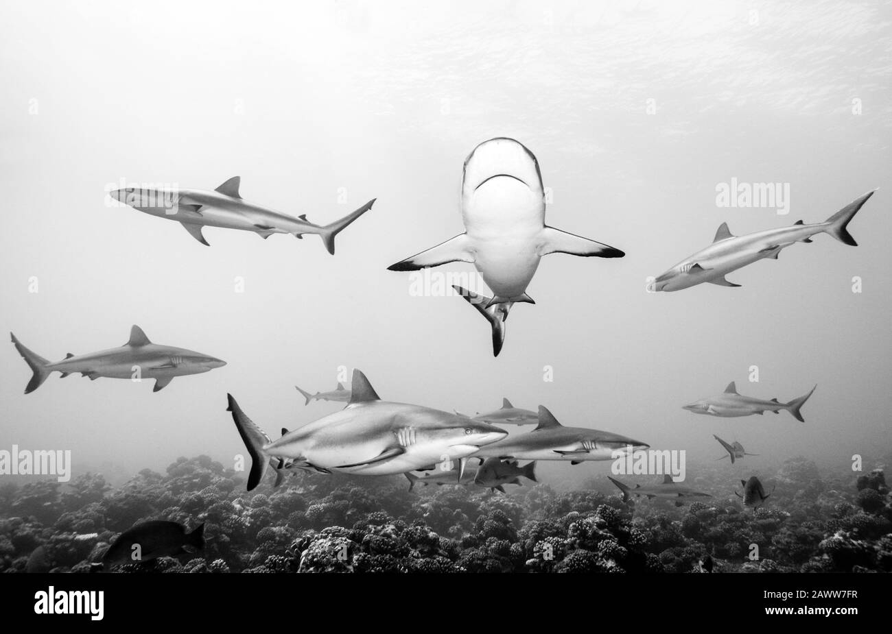 Grey Reef Shark, Carcharhinus amblyrhynchos, Tahiti, French Polynesia ...