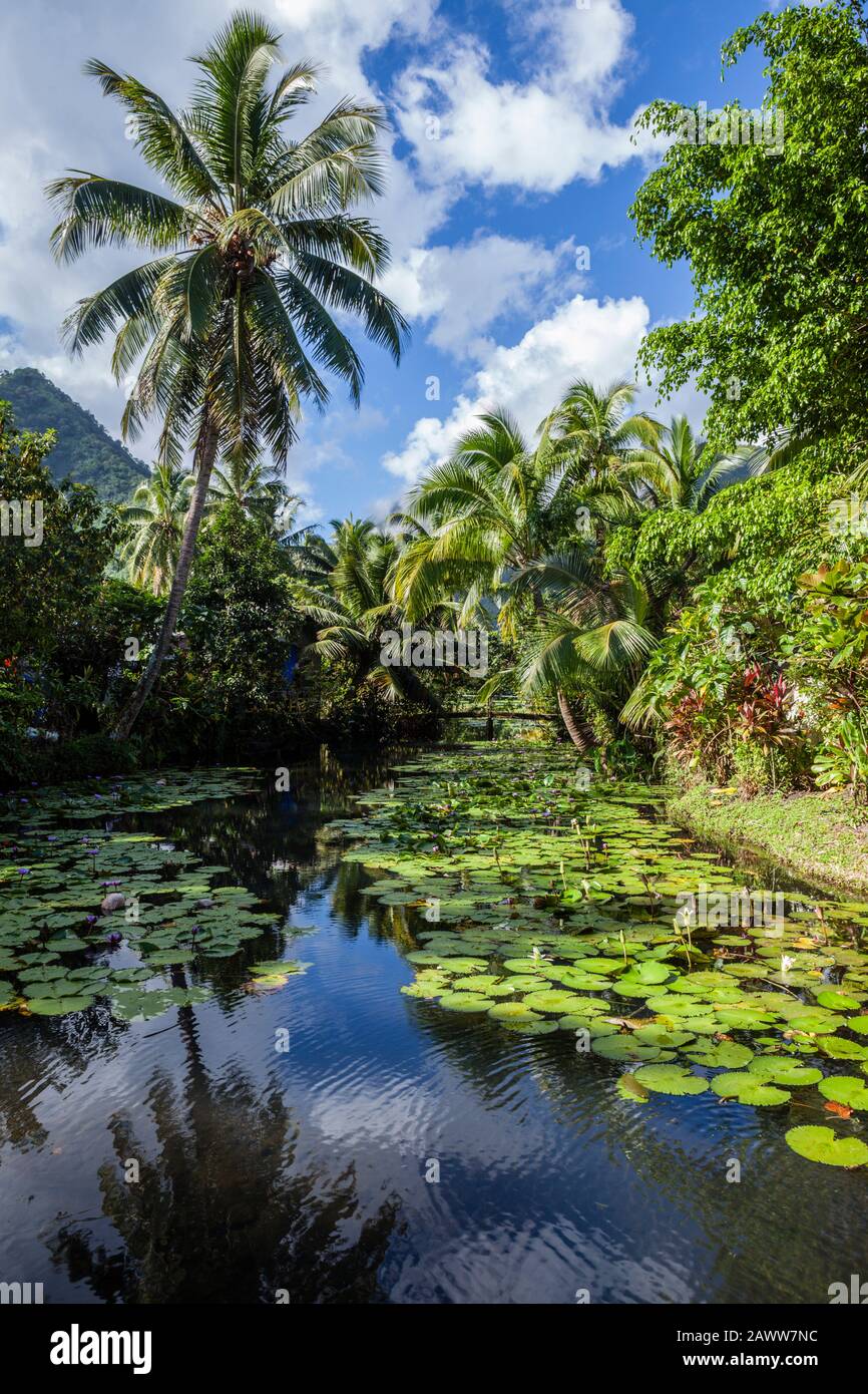 Lily pond near Tehaupoo, Tahiti, French Polynesia Stock Photo