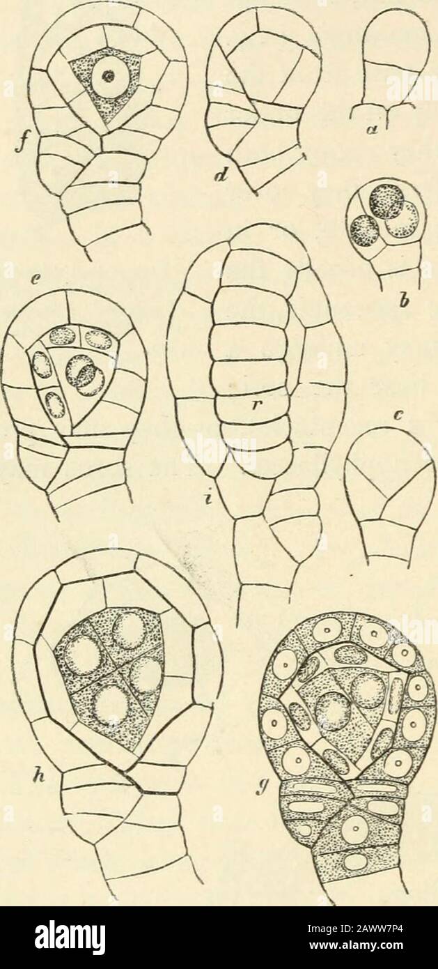Text-book of botany, morphological and physiological . ch are ...