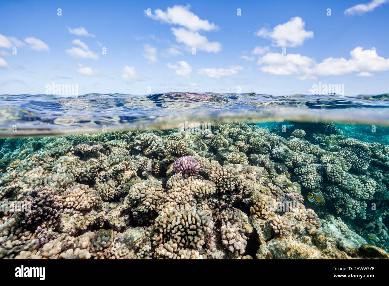 Pristine Hard Coral Reef, Fakarava, Tuamotu Archipel, French Polynesia Stock Photo