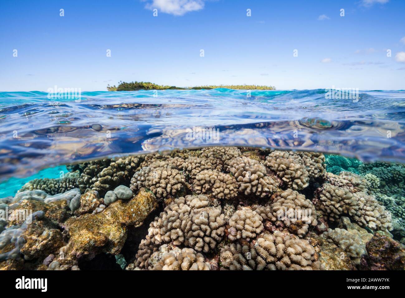 Pristine Hard Coral Reef, Fakarava, Tuamotu Archipel, French Polynesia Stock Photo