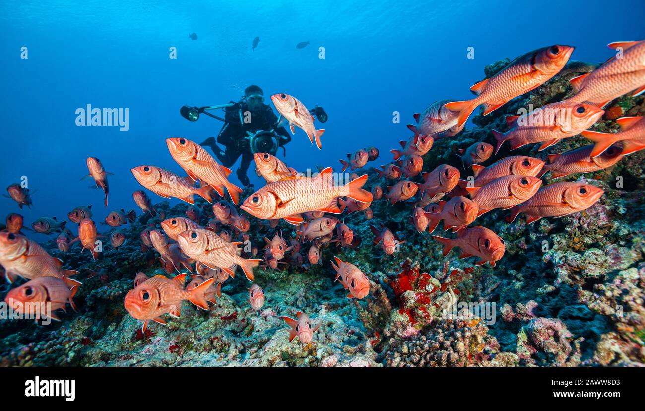 Shoal of Blotcheye Soldierfish, Myripristis berndti, Fakarava, Tuamotu Archipel, French Polynesia Stock Photo
